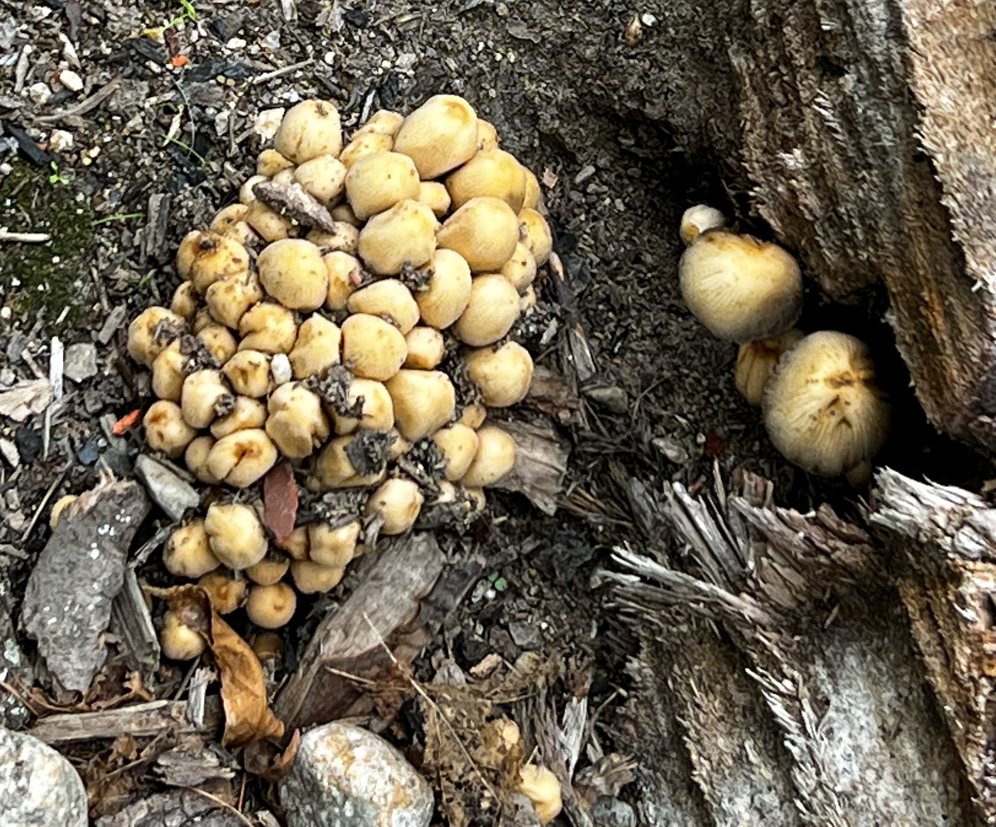 mushrooms growing near a tree stump