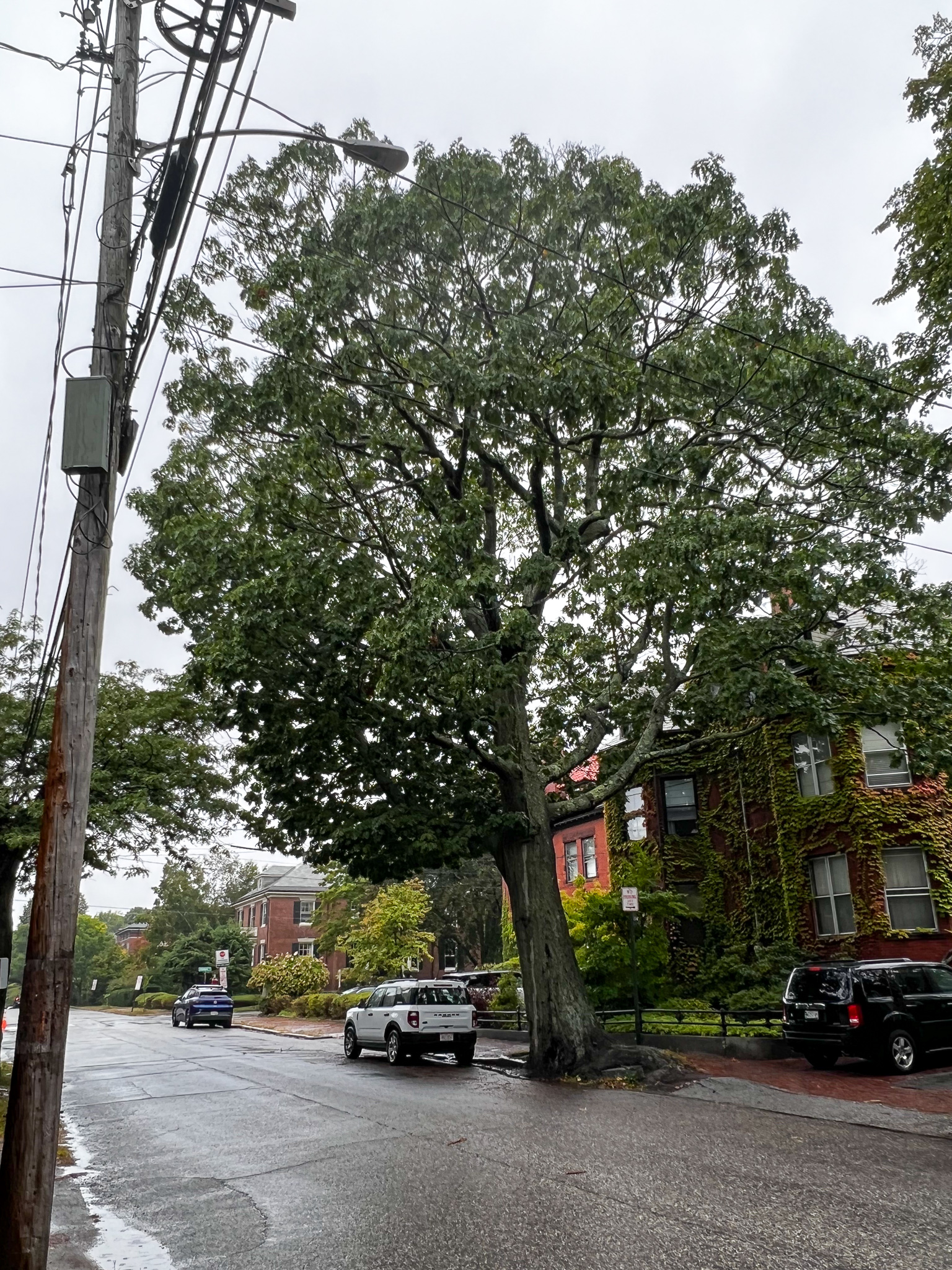 my friend the red oak in the storm