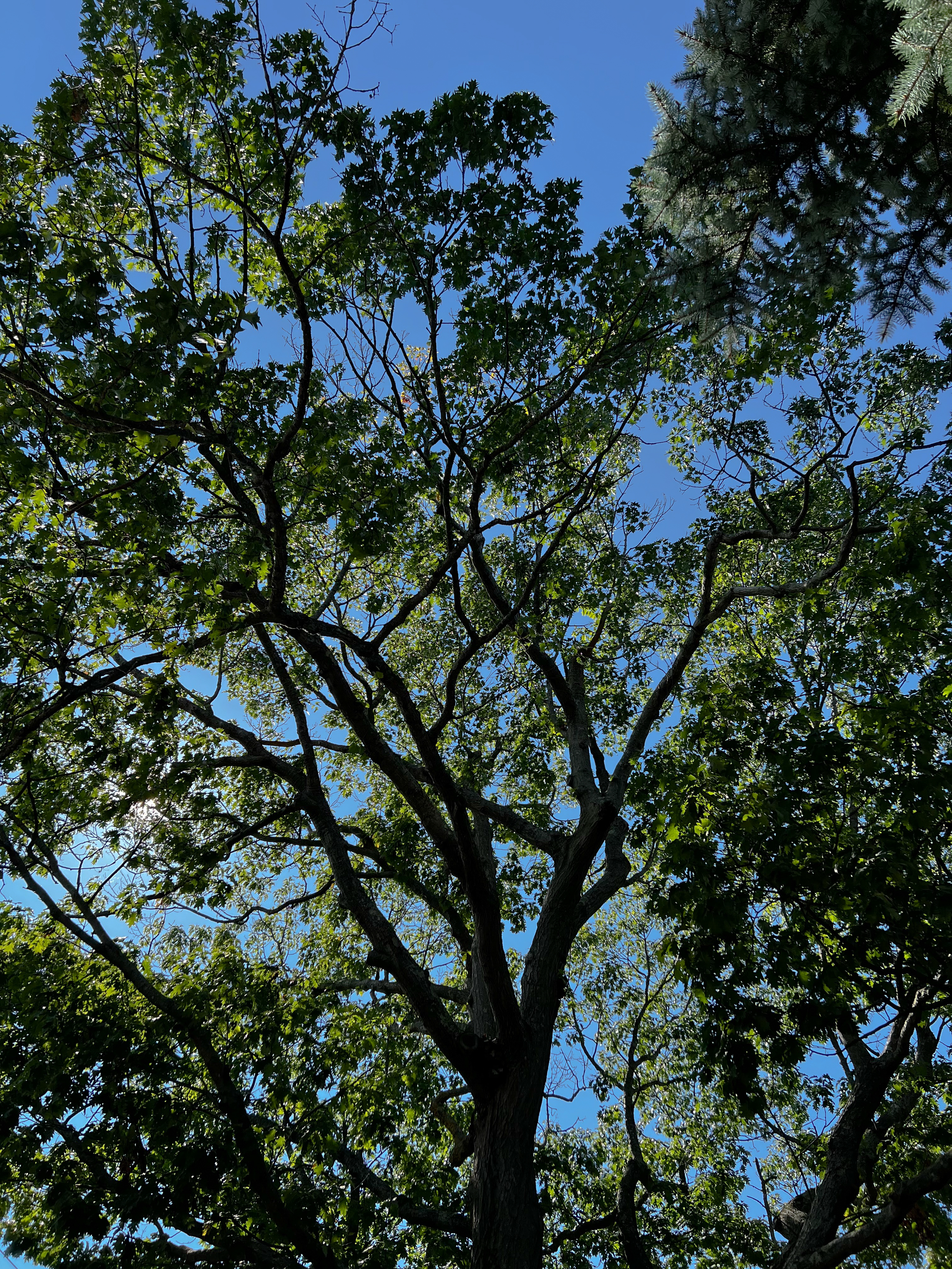 red oak tree against the blue sky
