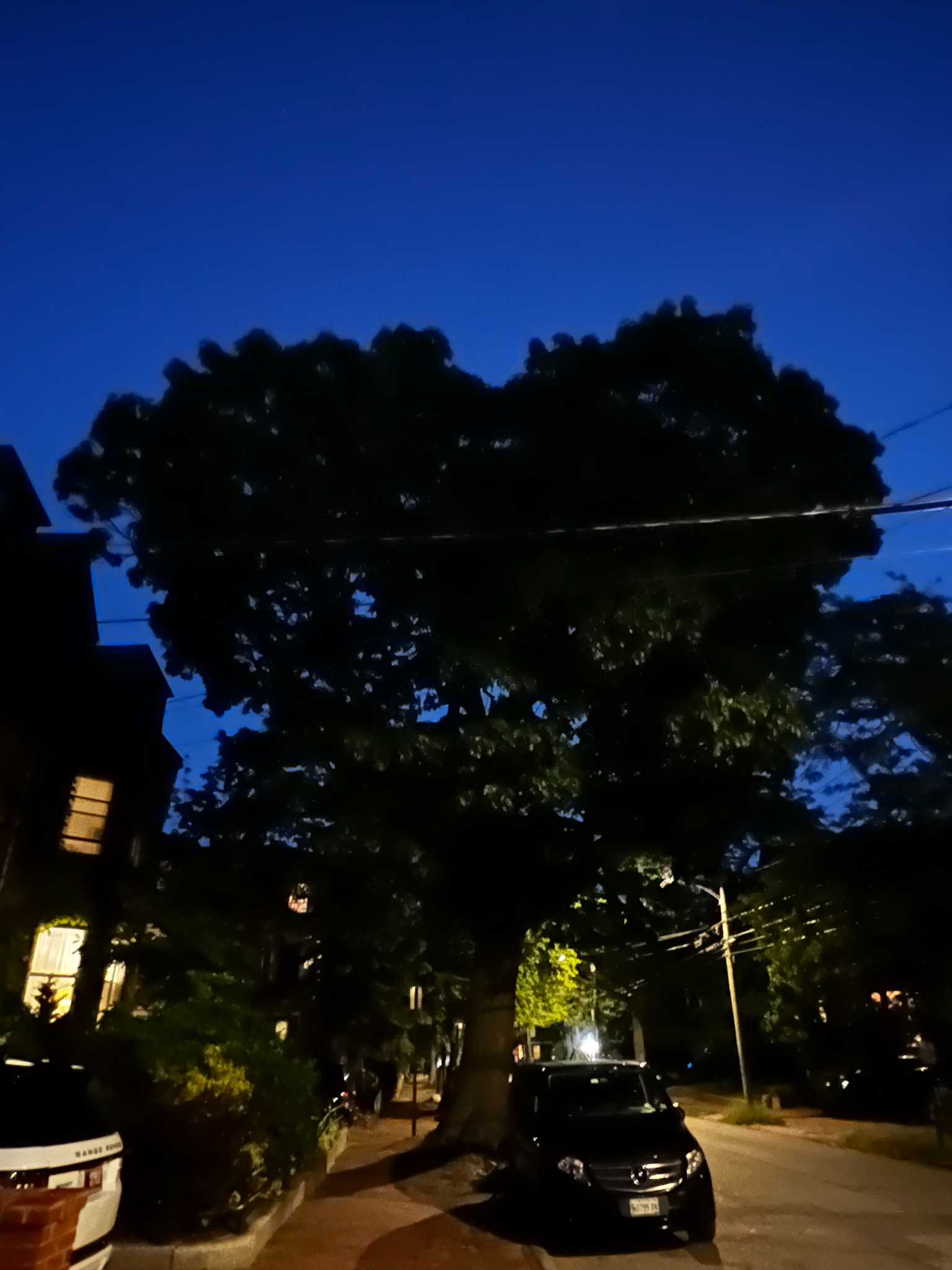 my friend the red oak on Spring St. from a view his leaves make a heart shape