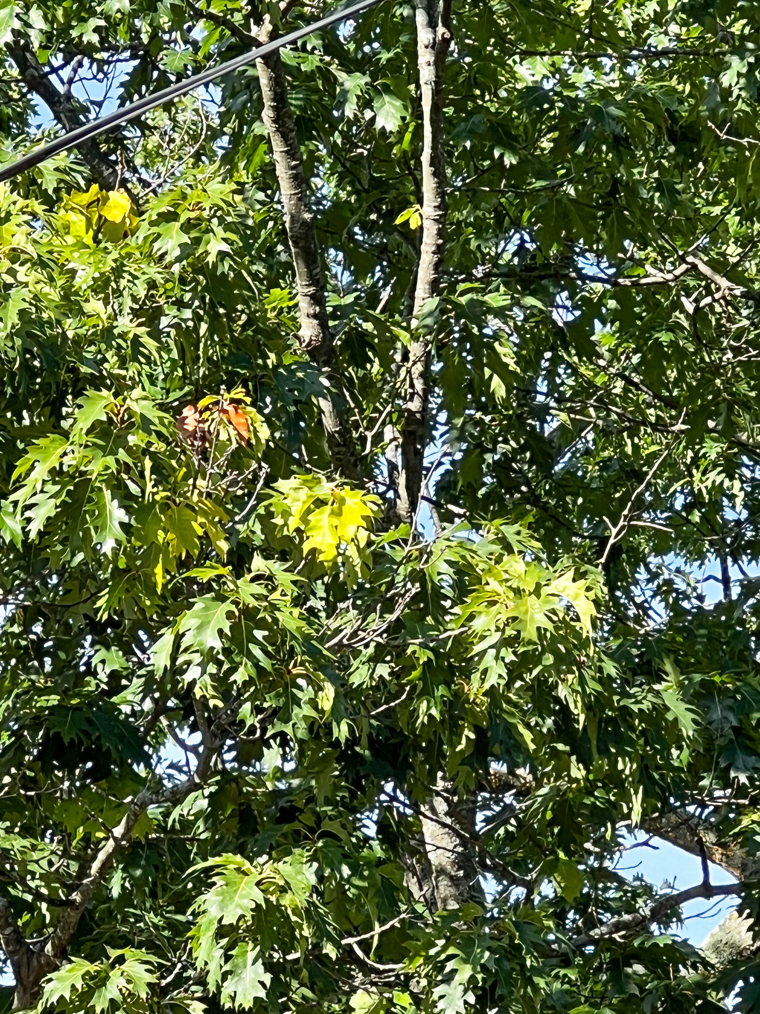 red oak leaves starting to change