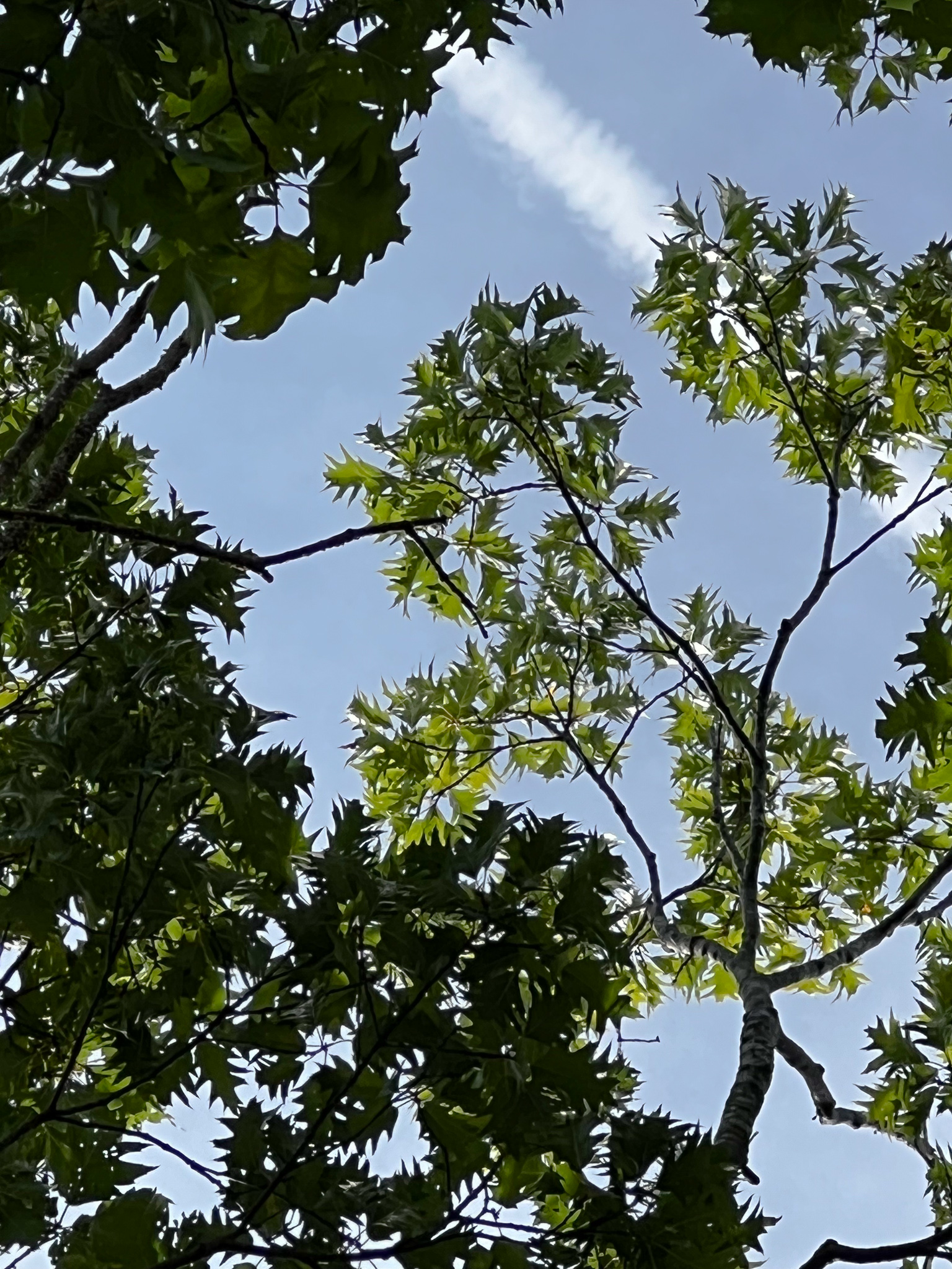 red oak leaves against the sky