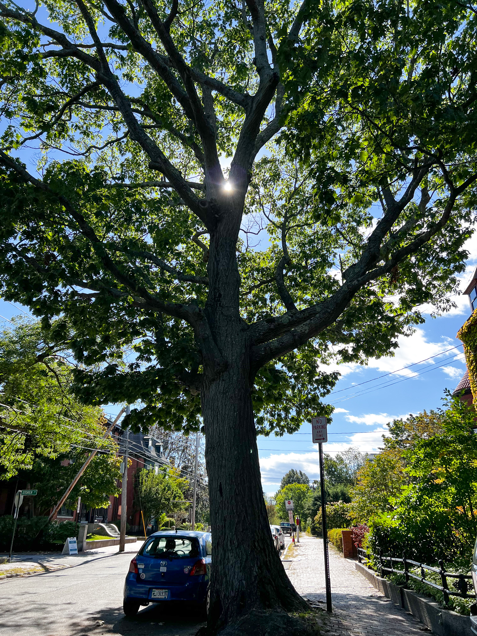 my friend the red oak