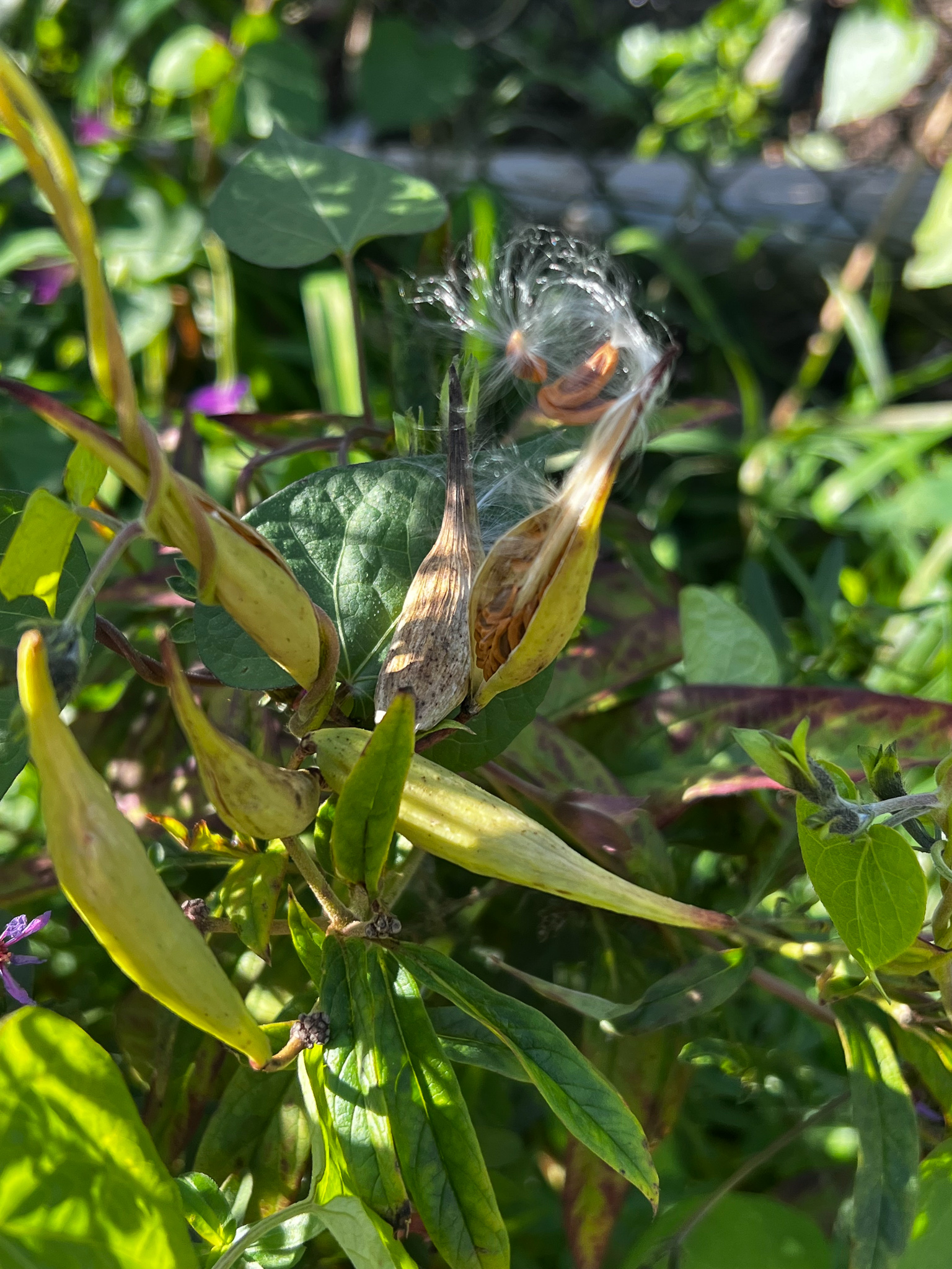 narrow leaf milkweed pod