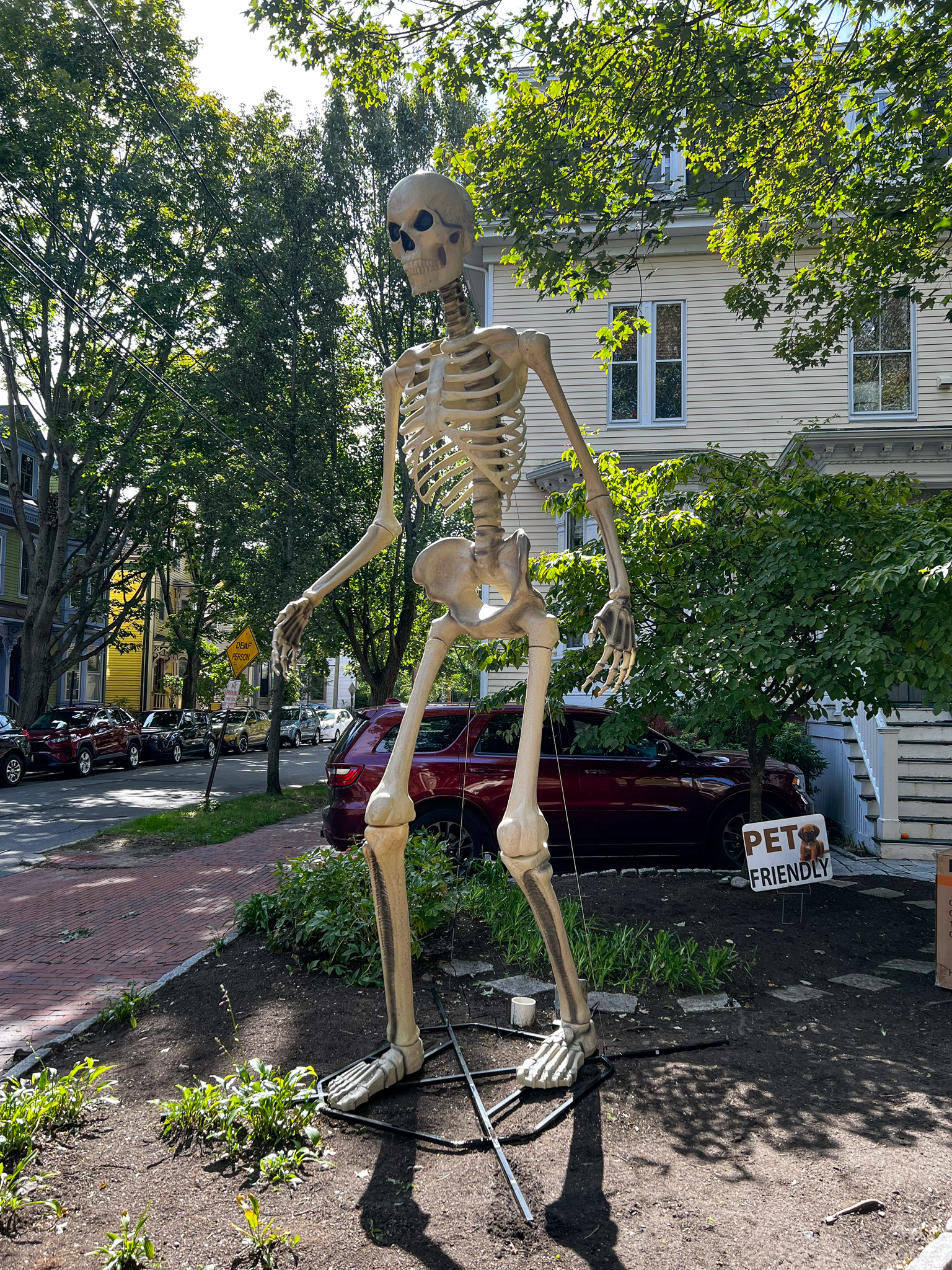 extra large skeleton for halloween out early
