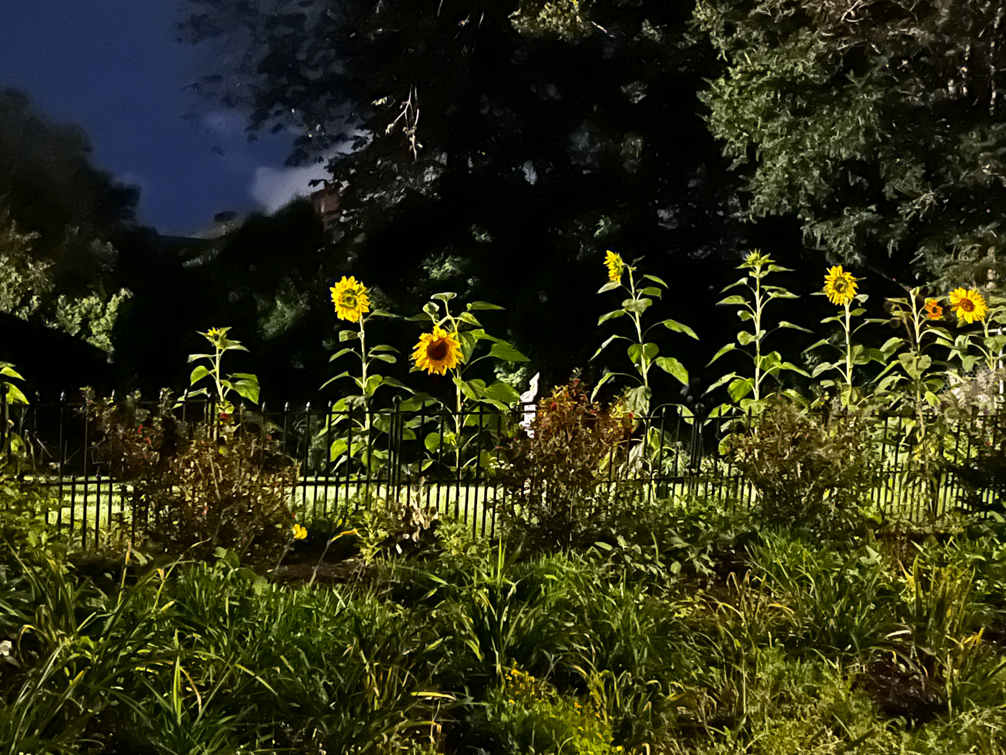 Sunflowers at night