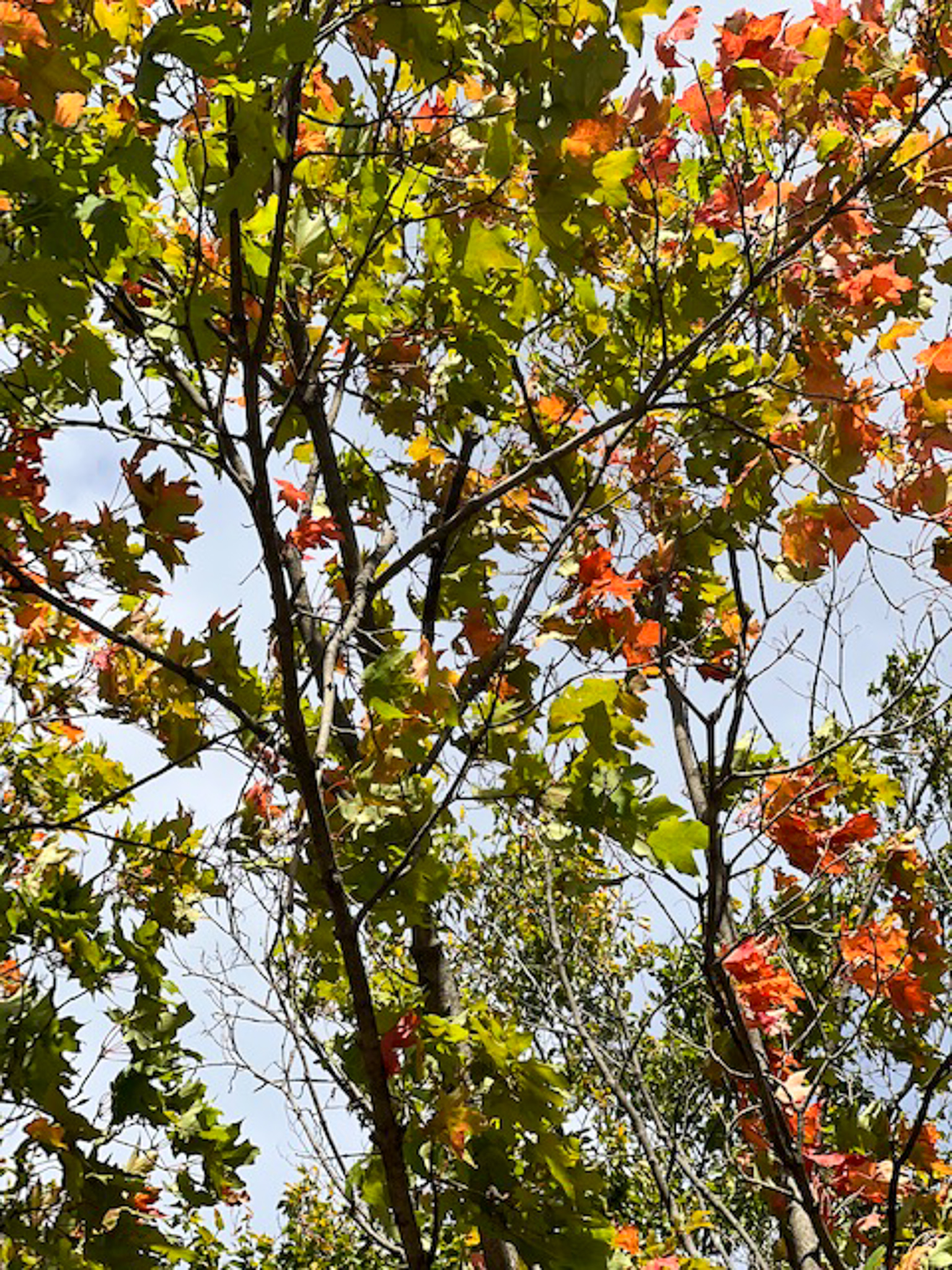 leaves turning orange and red