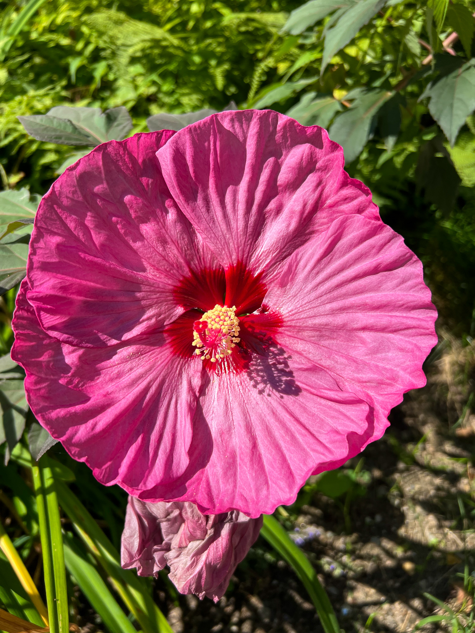bright pink hibiscus