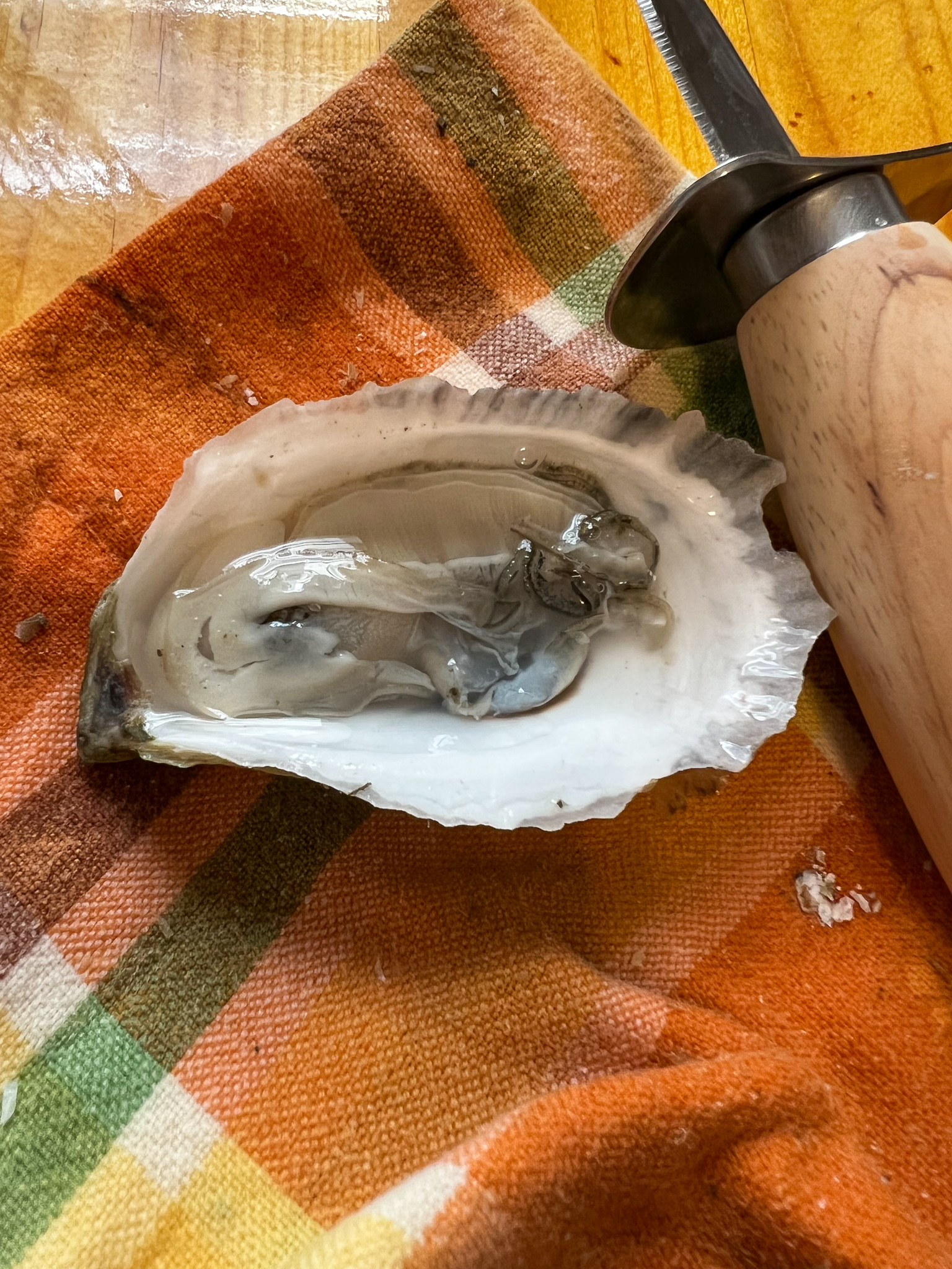 oyster on the half shell