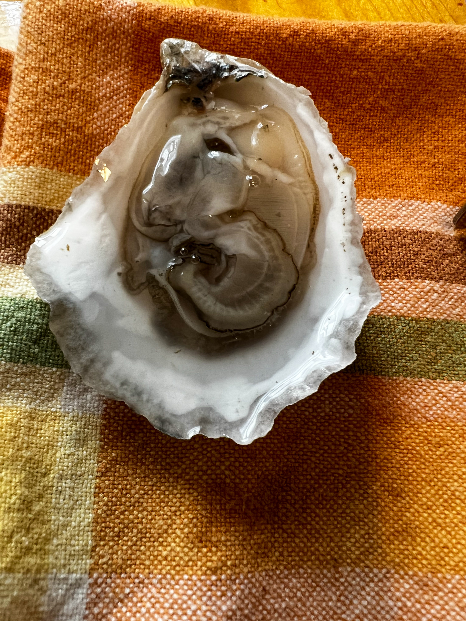 oyster on the half shell