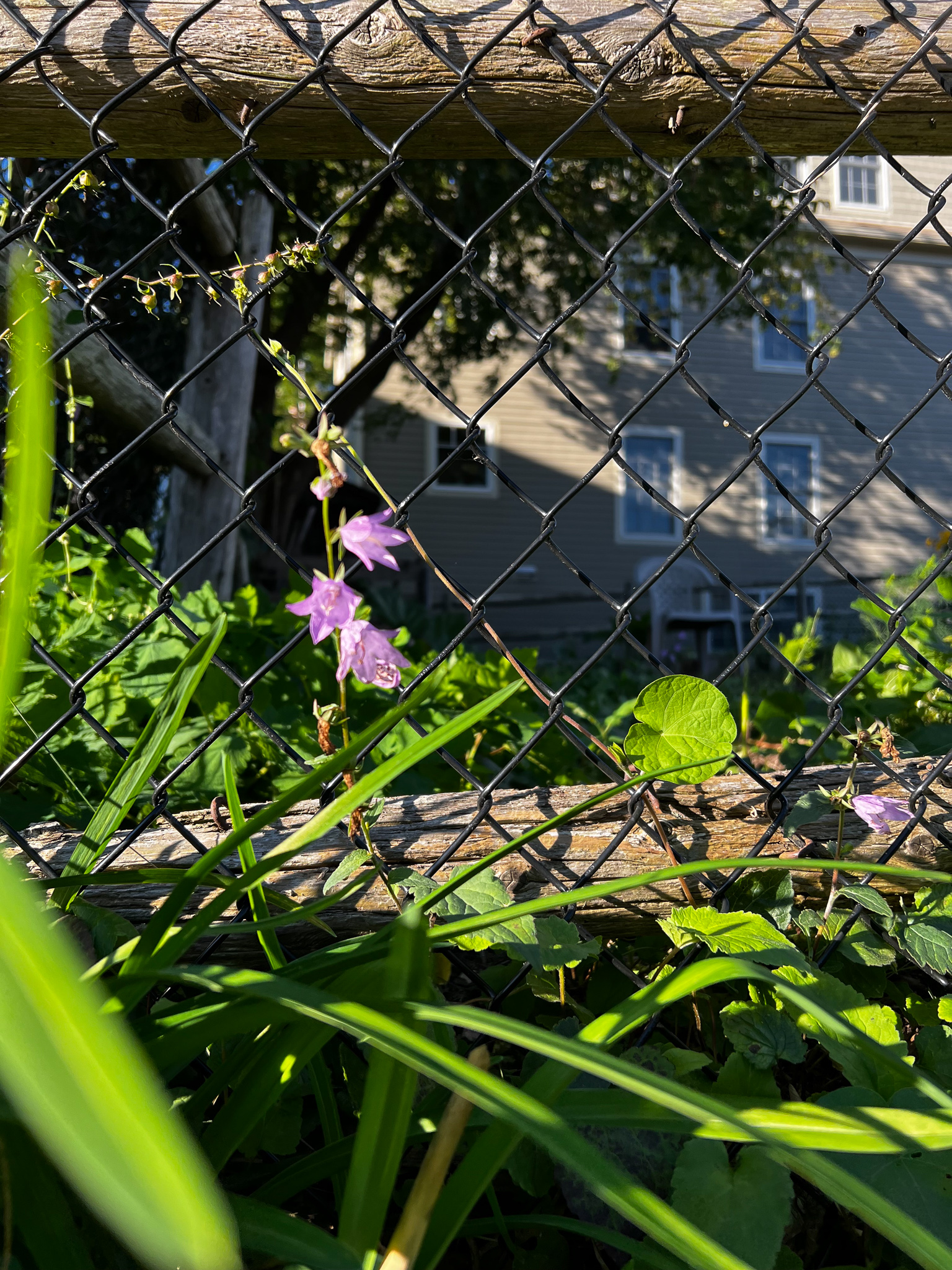 faint perfect purple blossoms