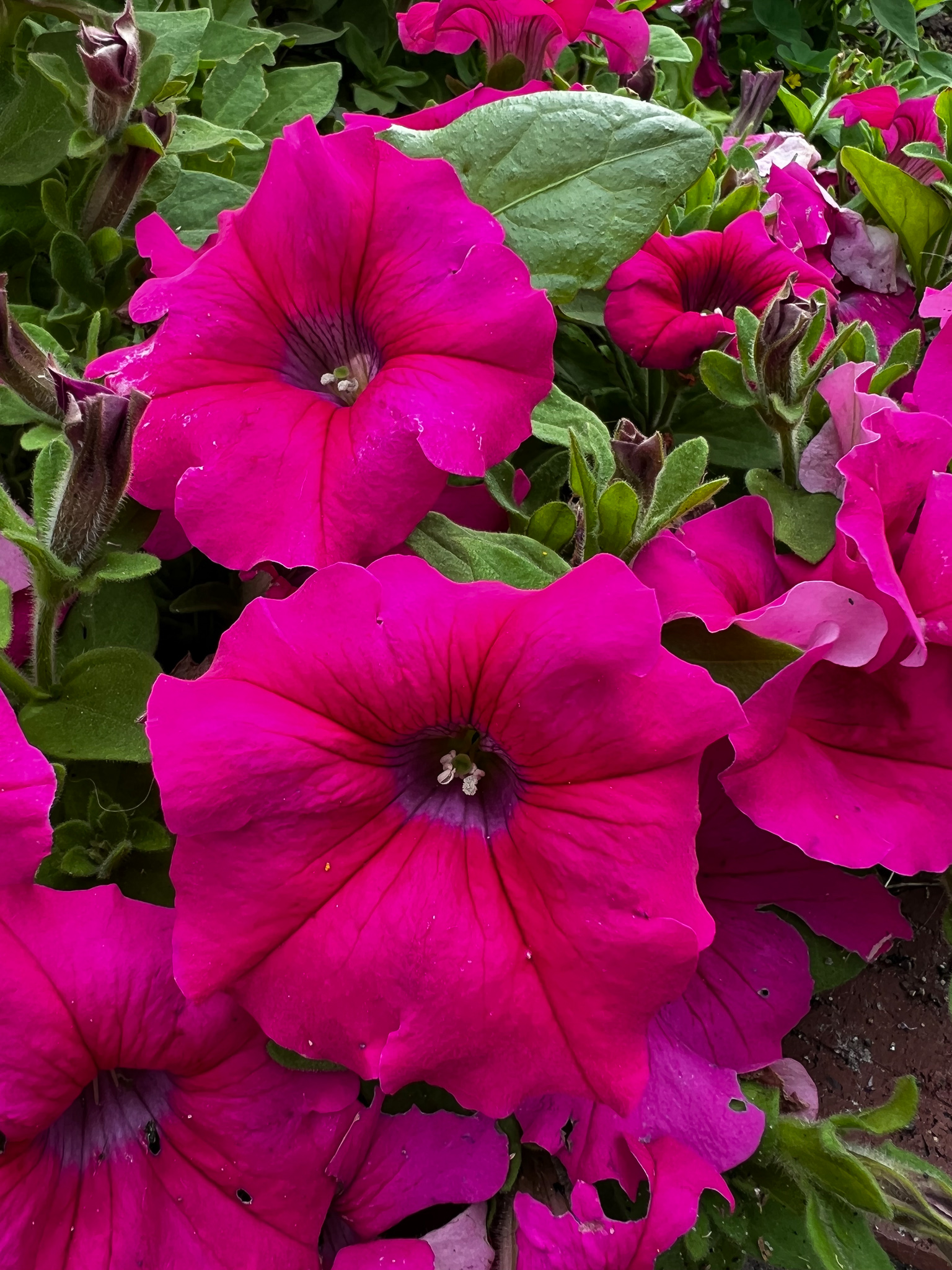 bright pink petunias