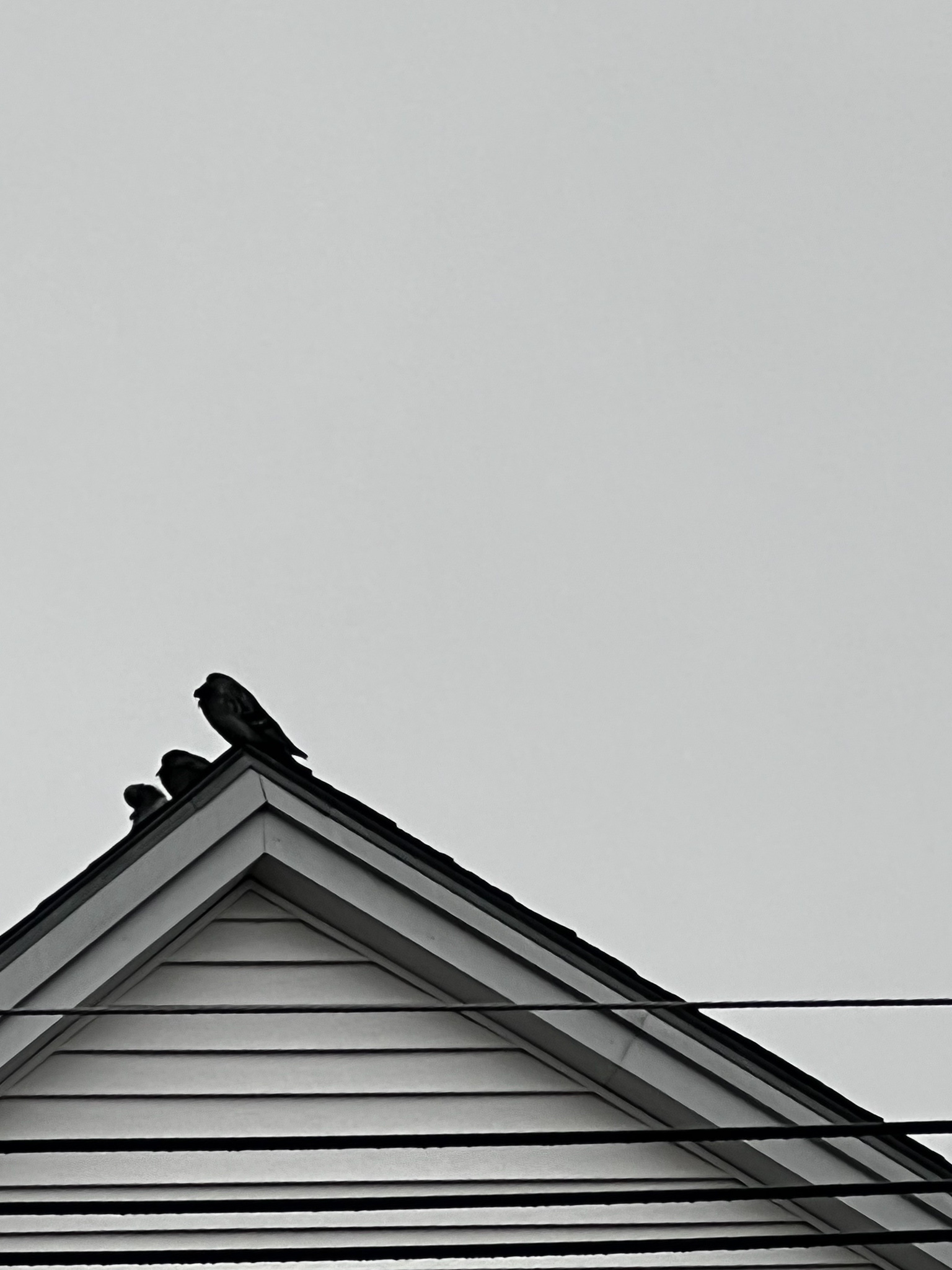 pigeons on a roof top huddled against the rain
