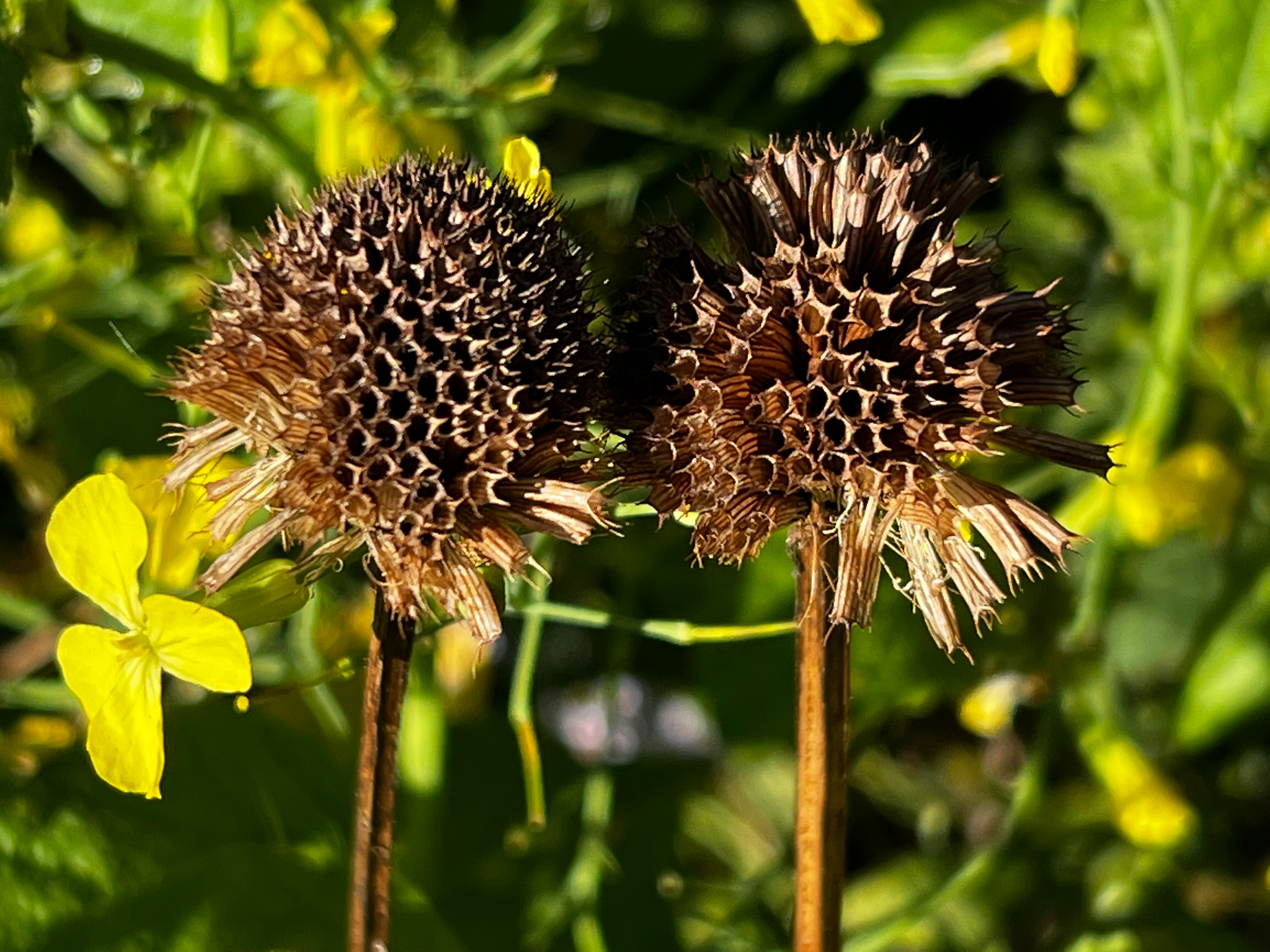 echinacea seed heads