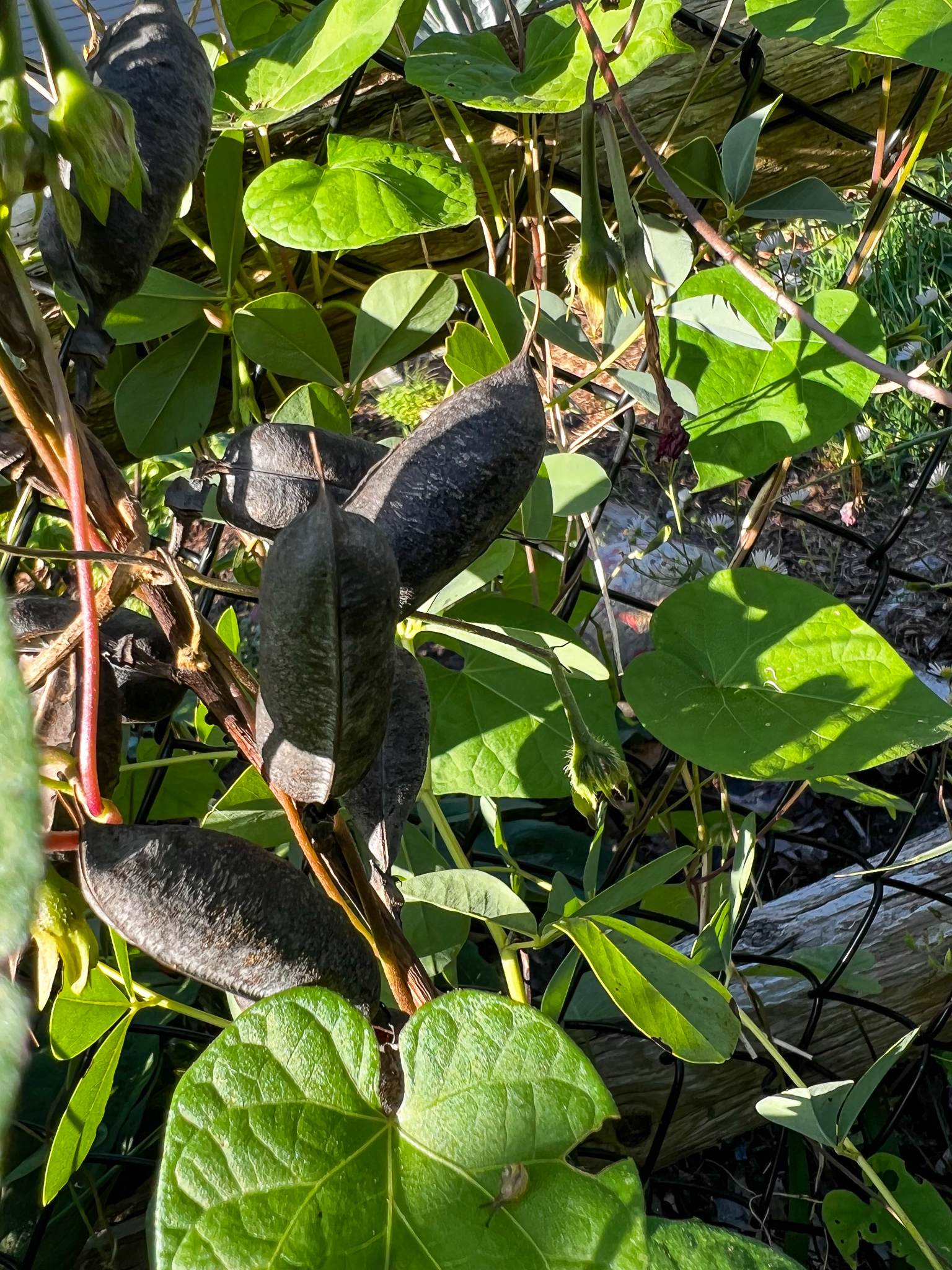 dark bean like pods with a gold curved spike of a sticker at the end