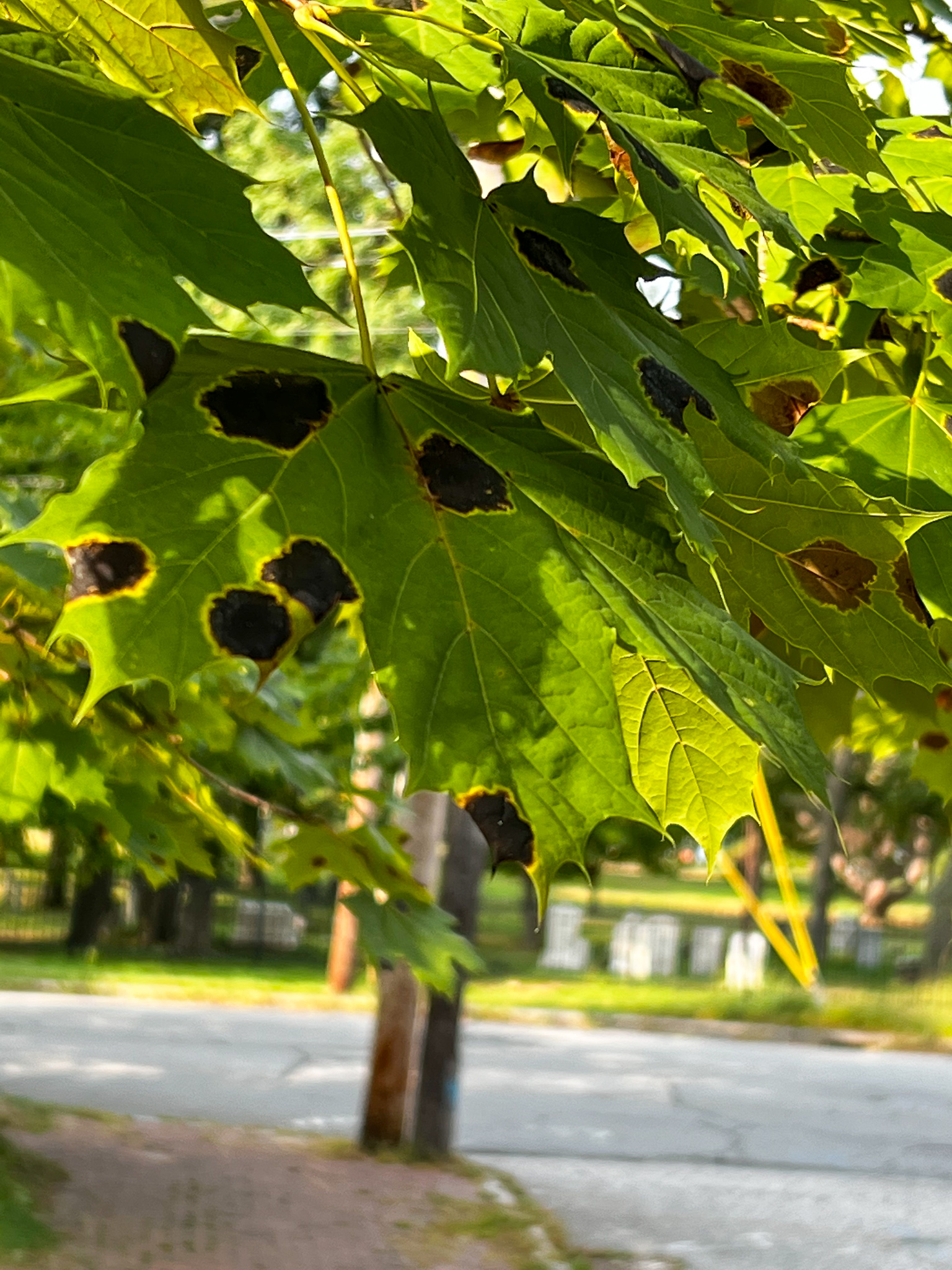 dark spots on leaves