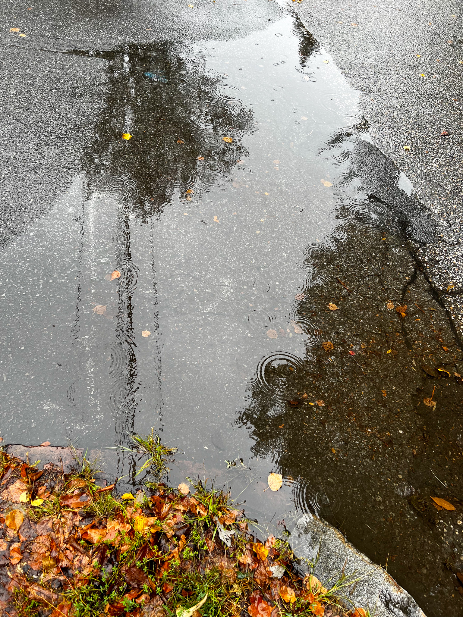 puddles with reflected trees and beauty