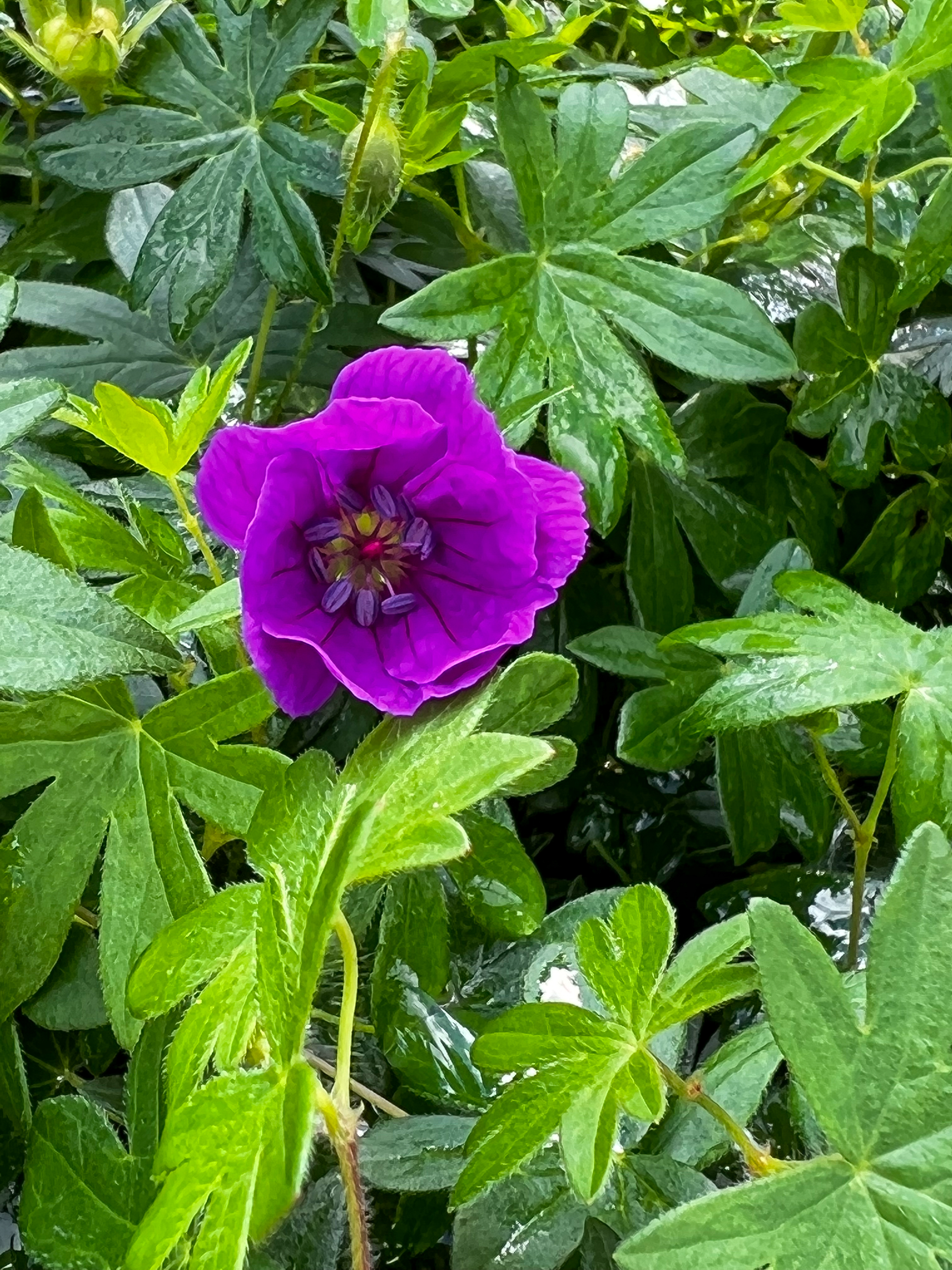 purple geranium
