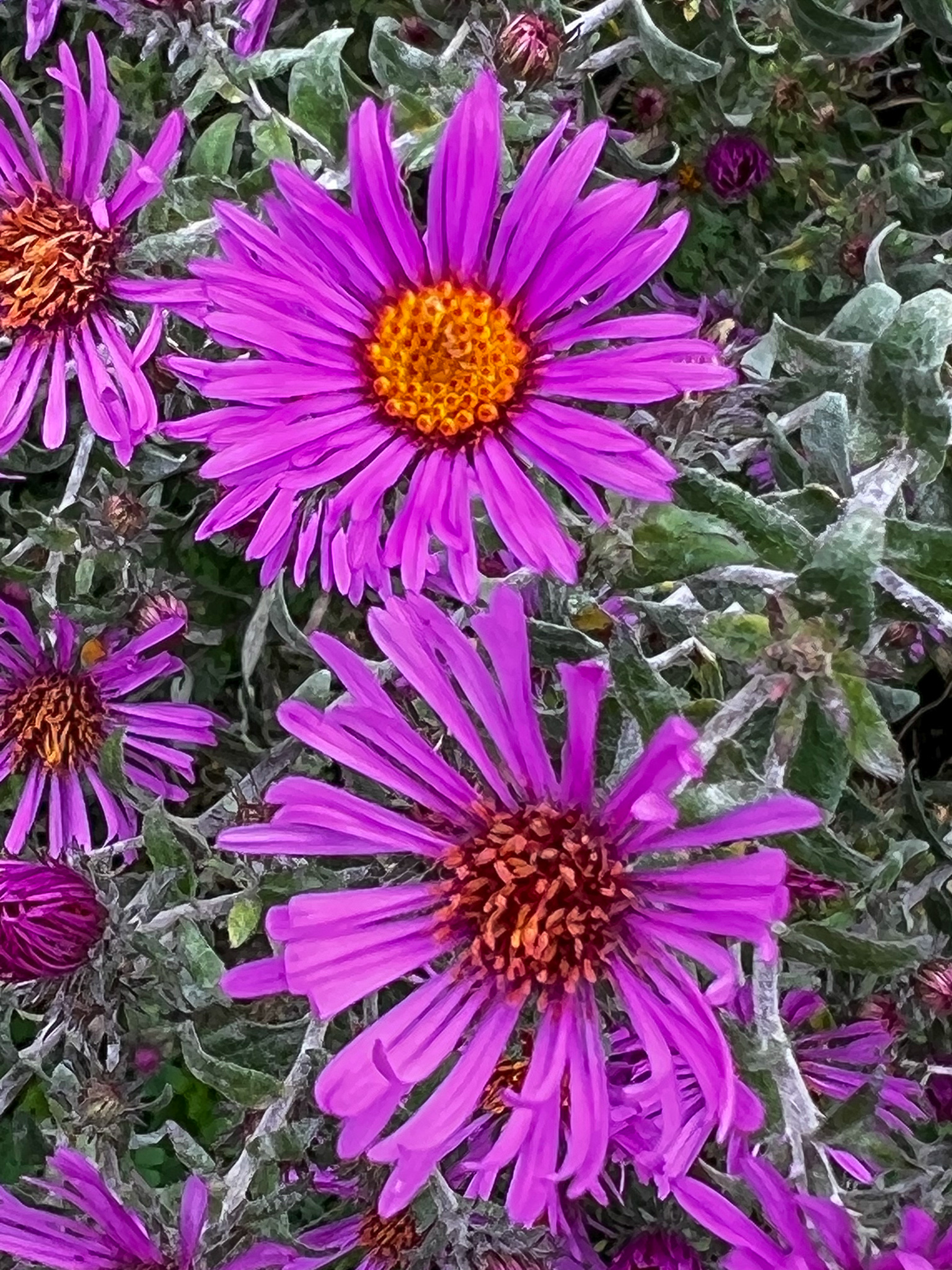purple asters