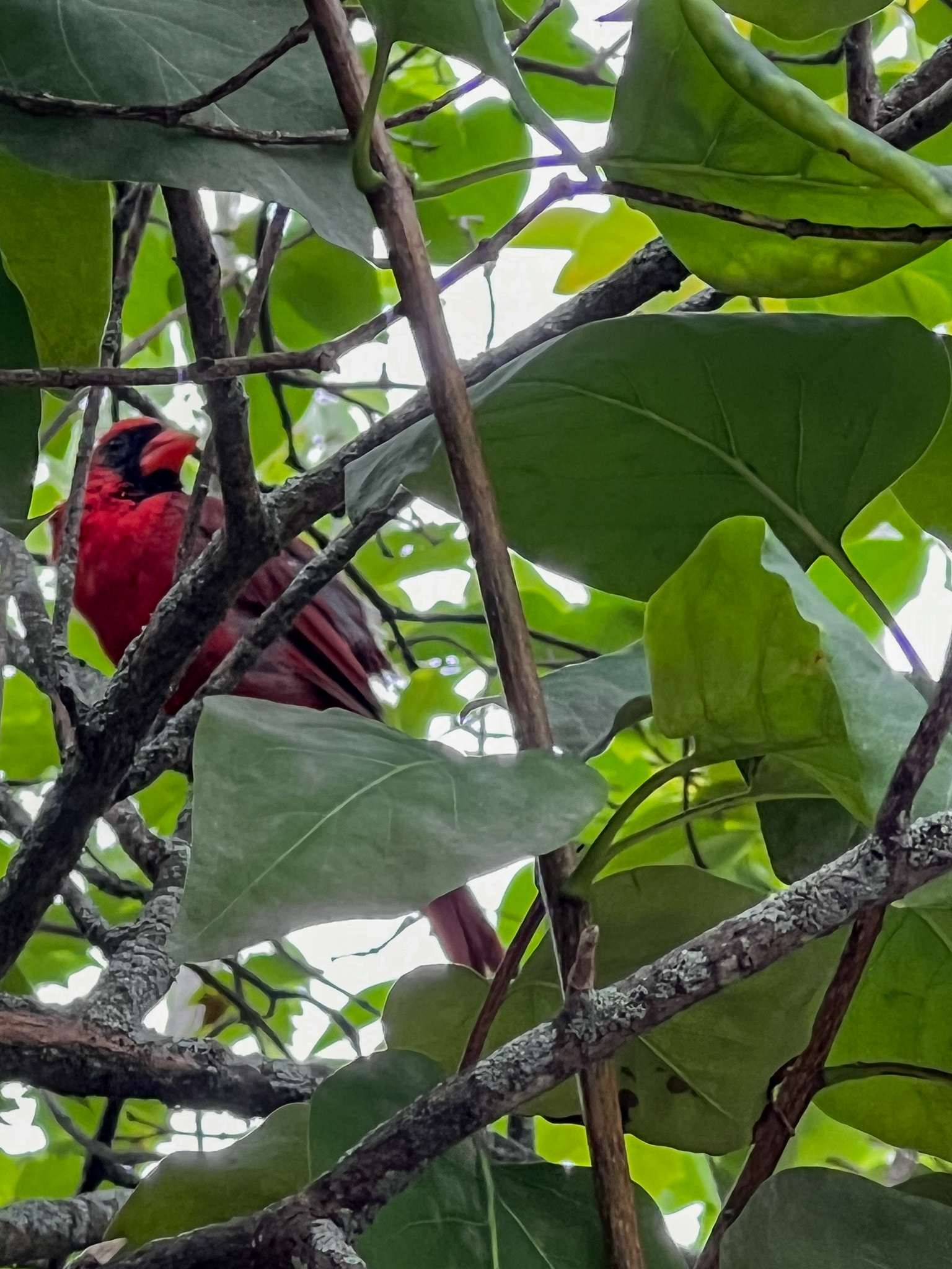beautiful cardinal in a tree