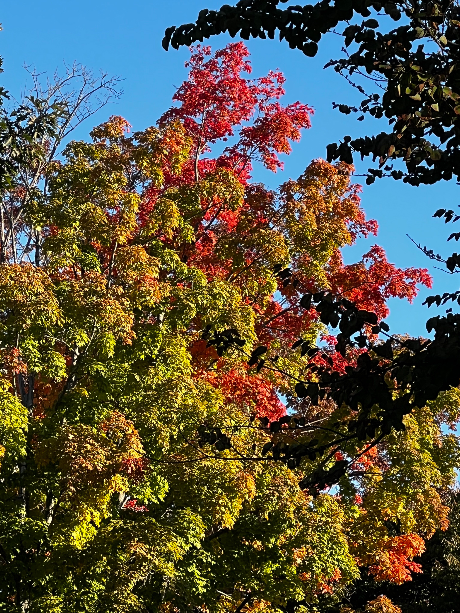 Red leaves on trees