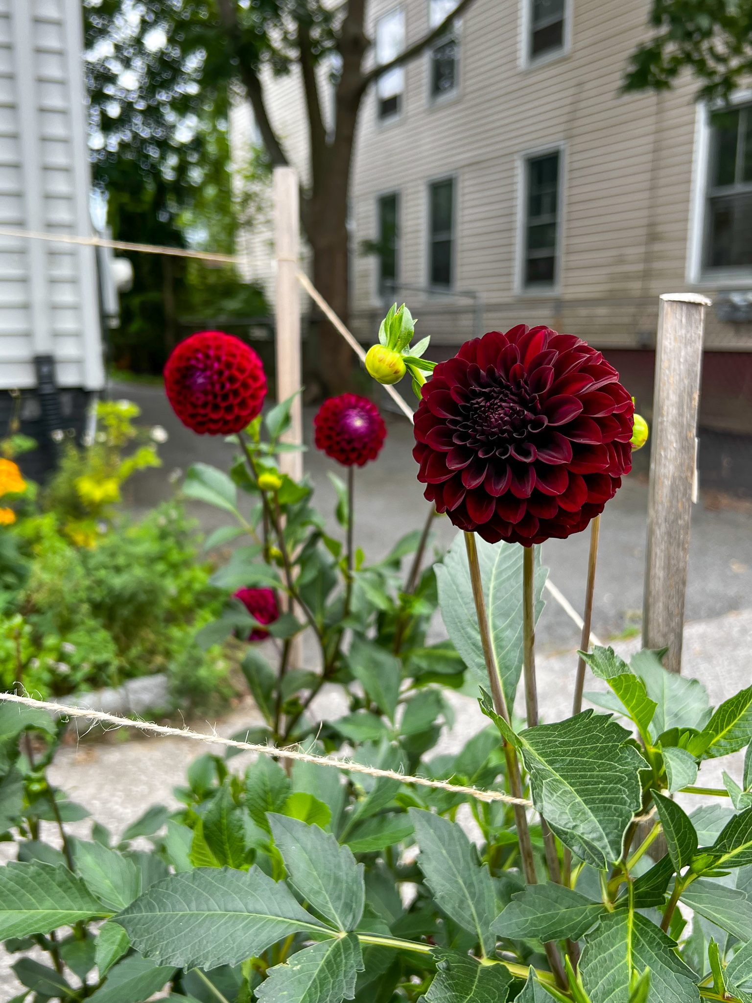 red pompom dahlias