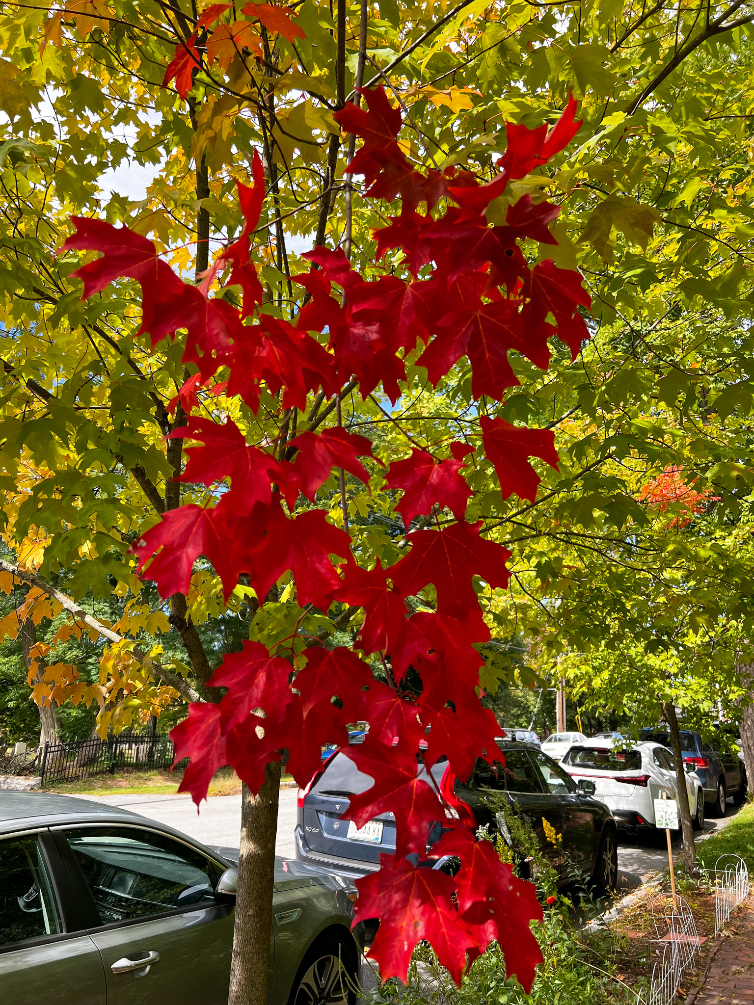 red red leaves of a sugar maple