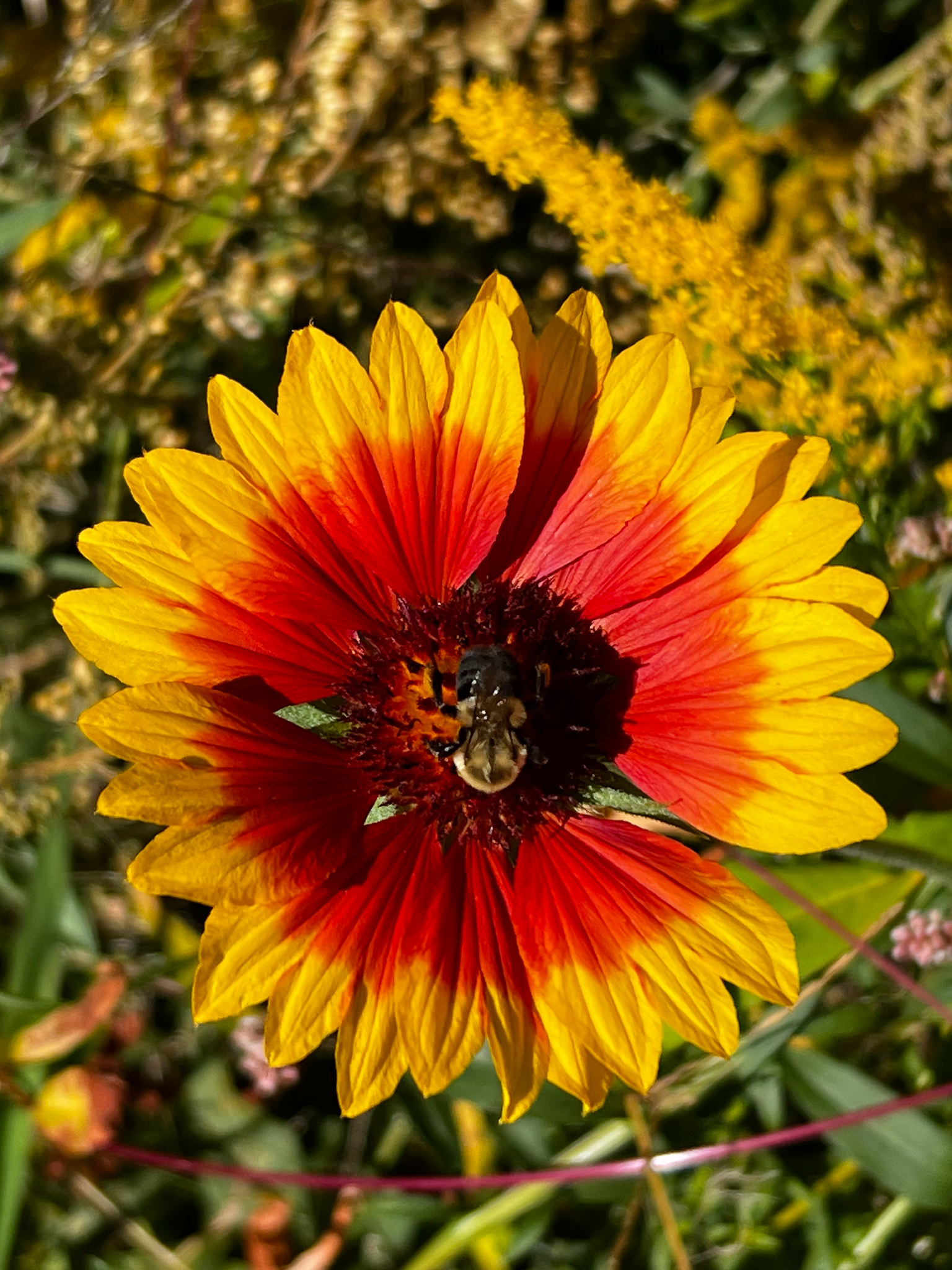 red and yellow flower with a bee