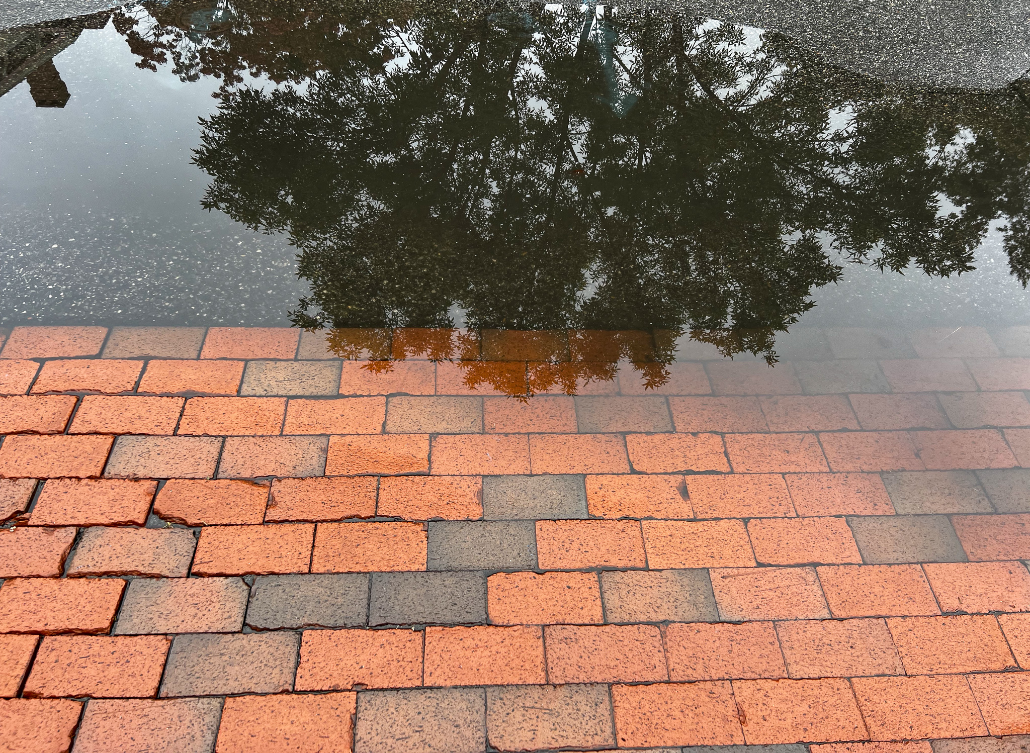 reflection of trees in a puddle