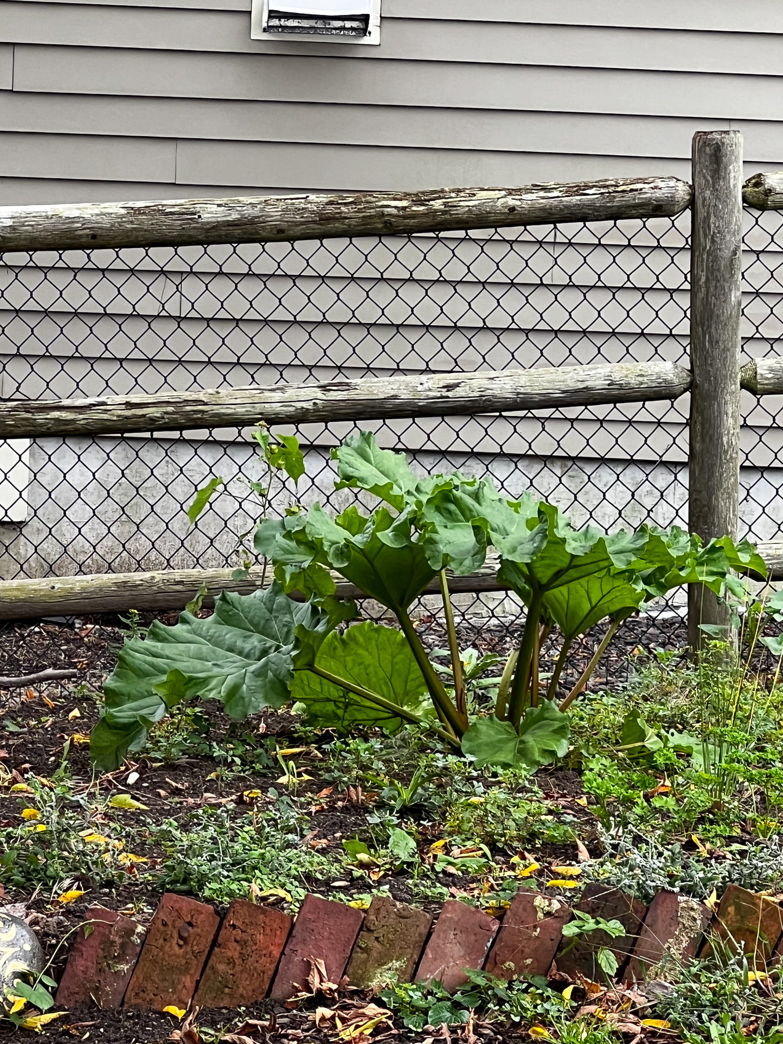 rhubarb plant with several large leaves and stalks
