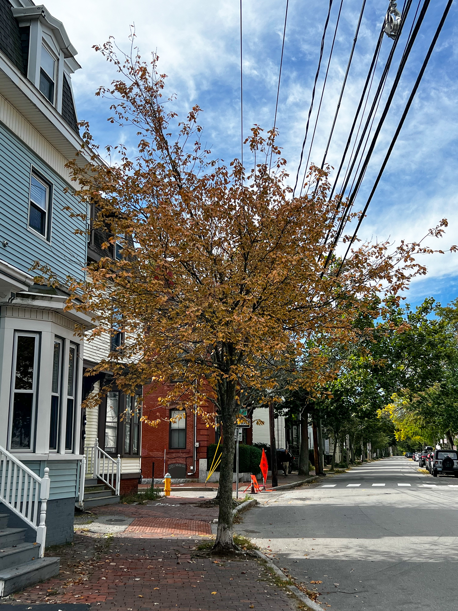 rose gold small tree planted in the sidewalk with blue sky and clouds behind