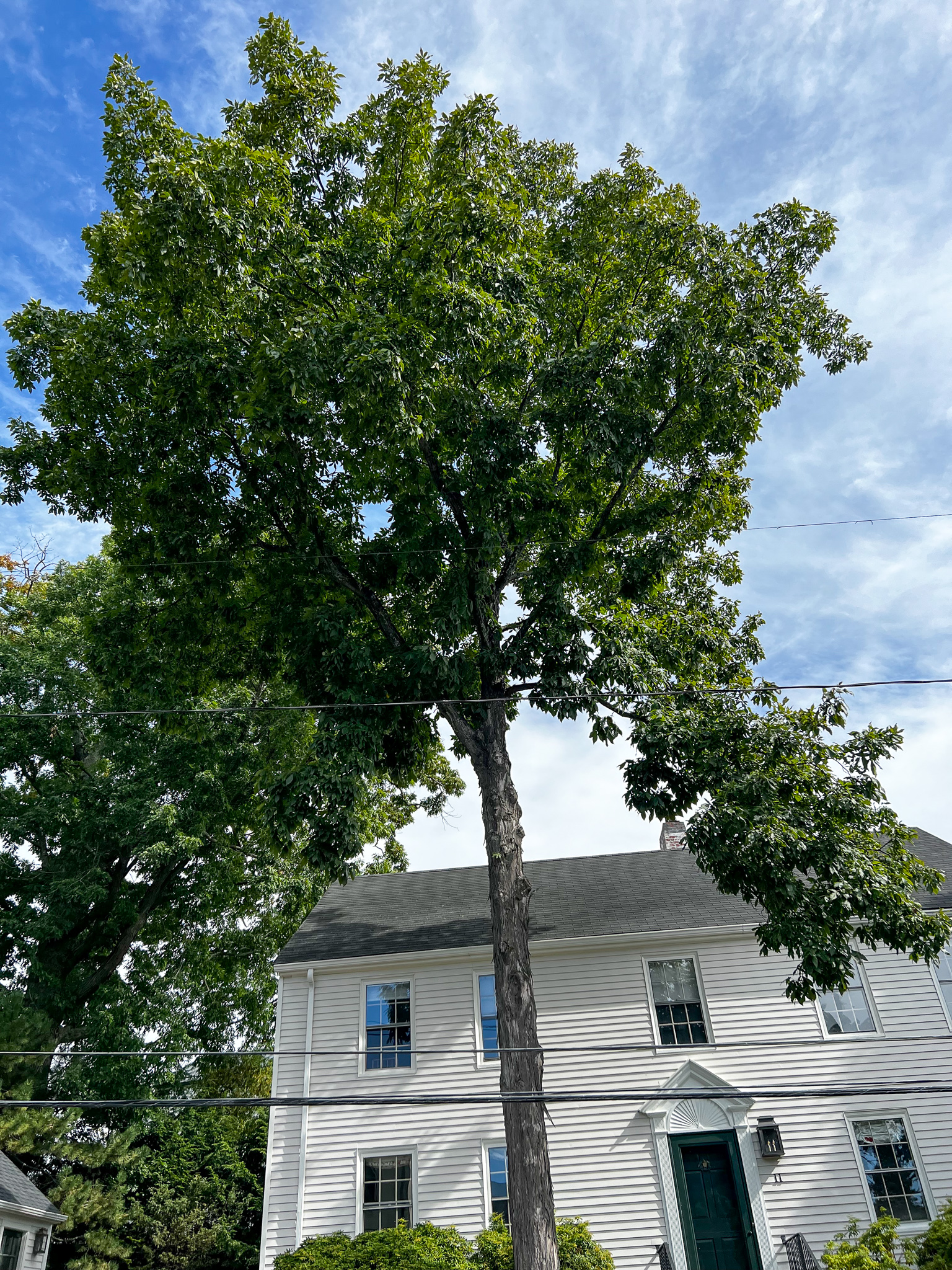 Shagbark Hickory Tree with a beautiful white wood house behind it. 