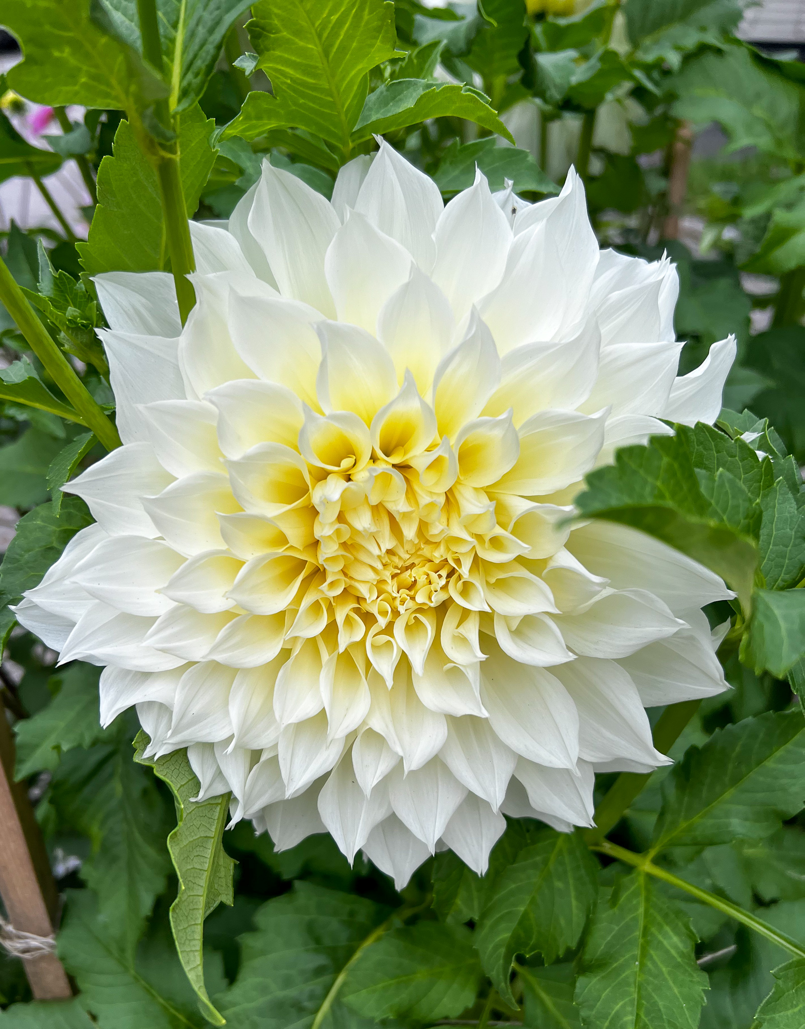 white huge Dahlia