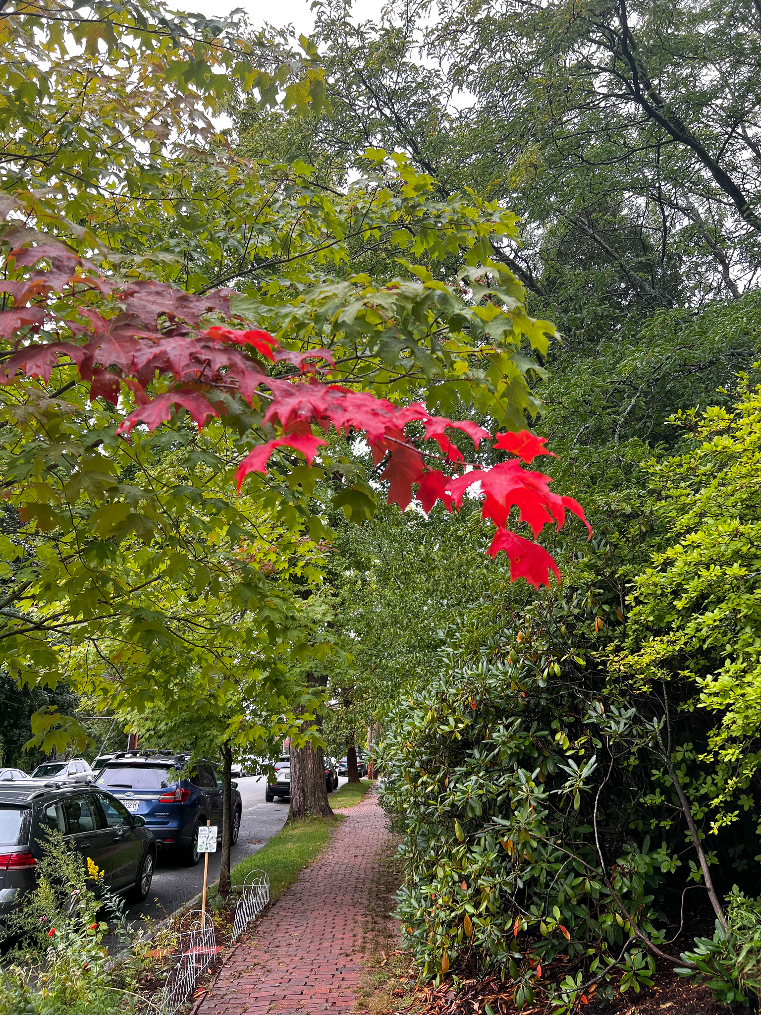 red leaves