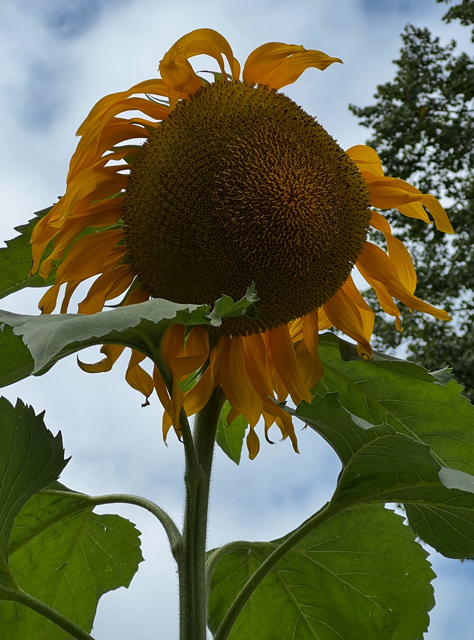 sunflower