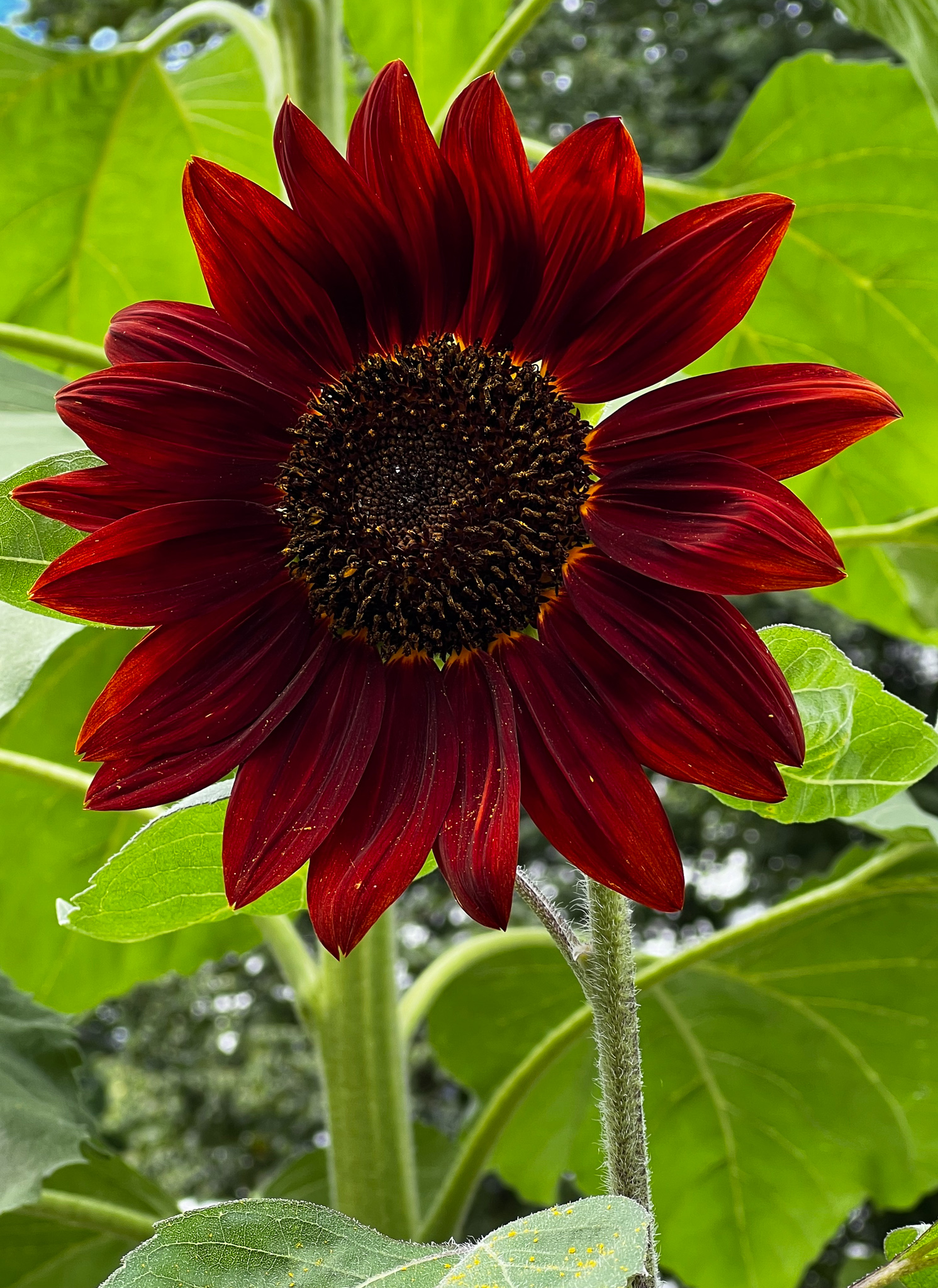 Deep red sunflower