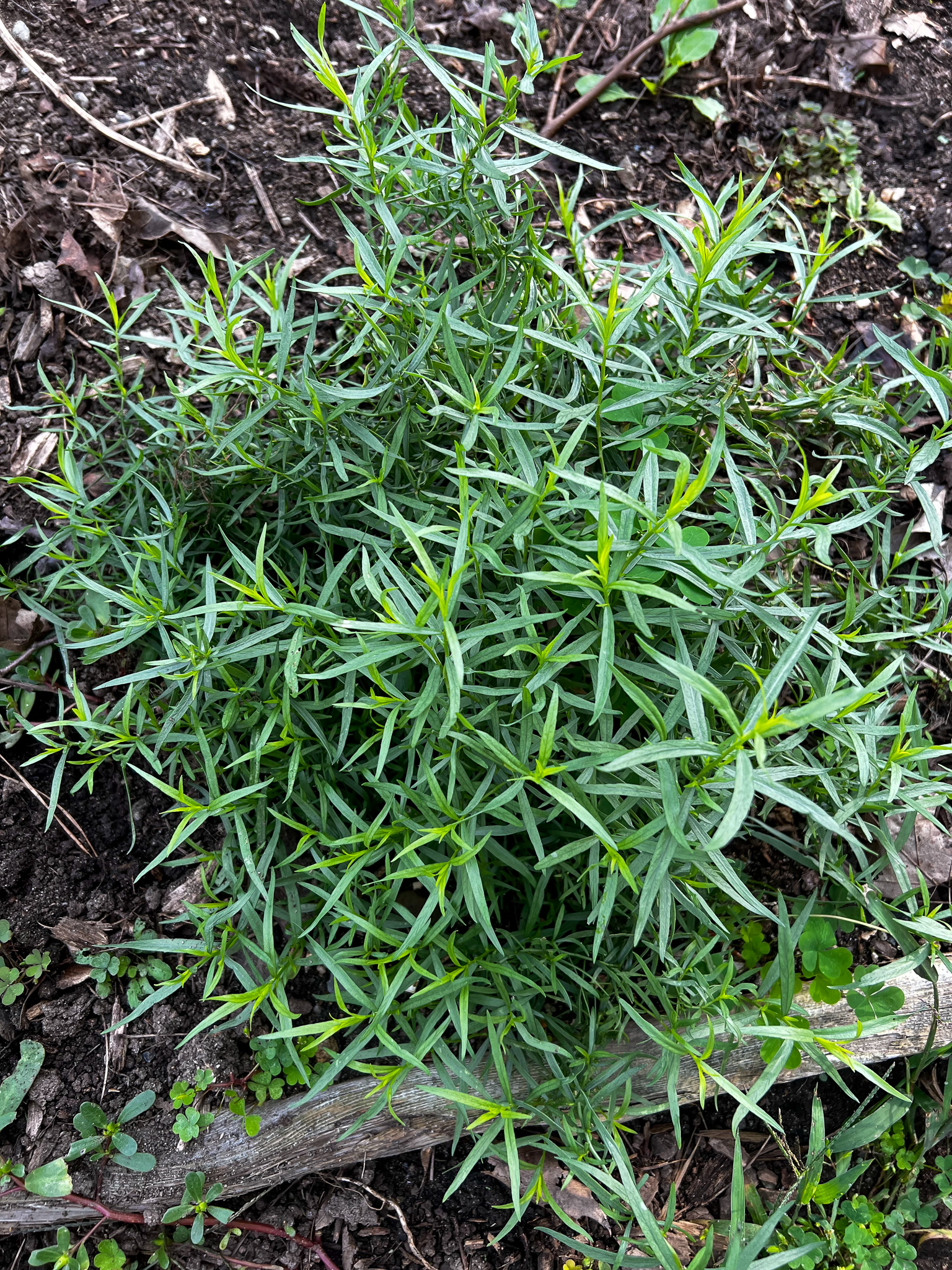 tarragon plant