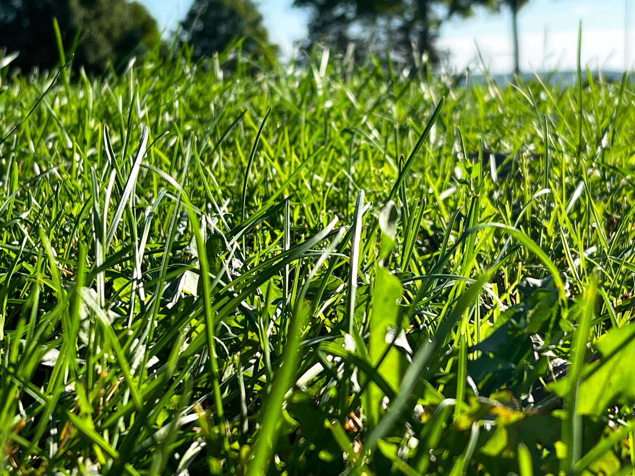 closs up of grass growing