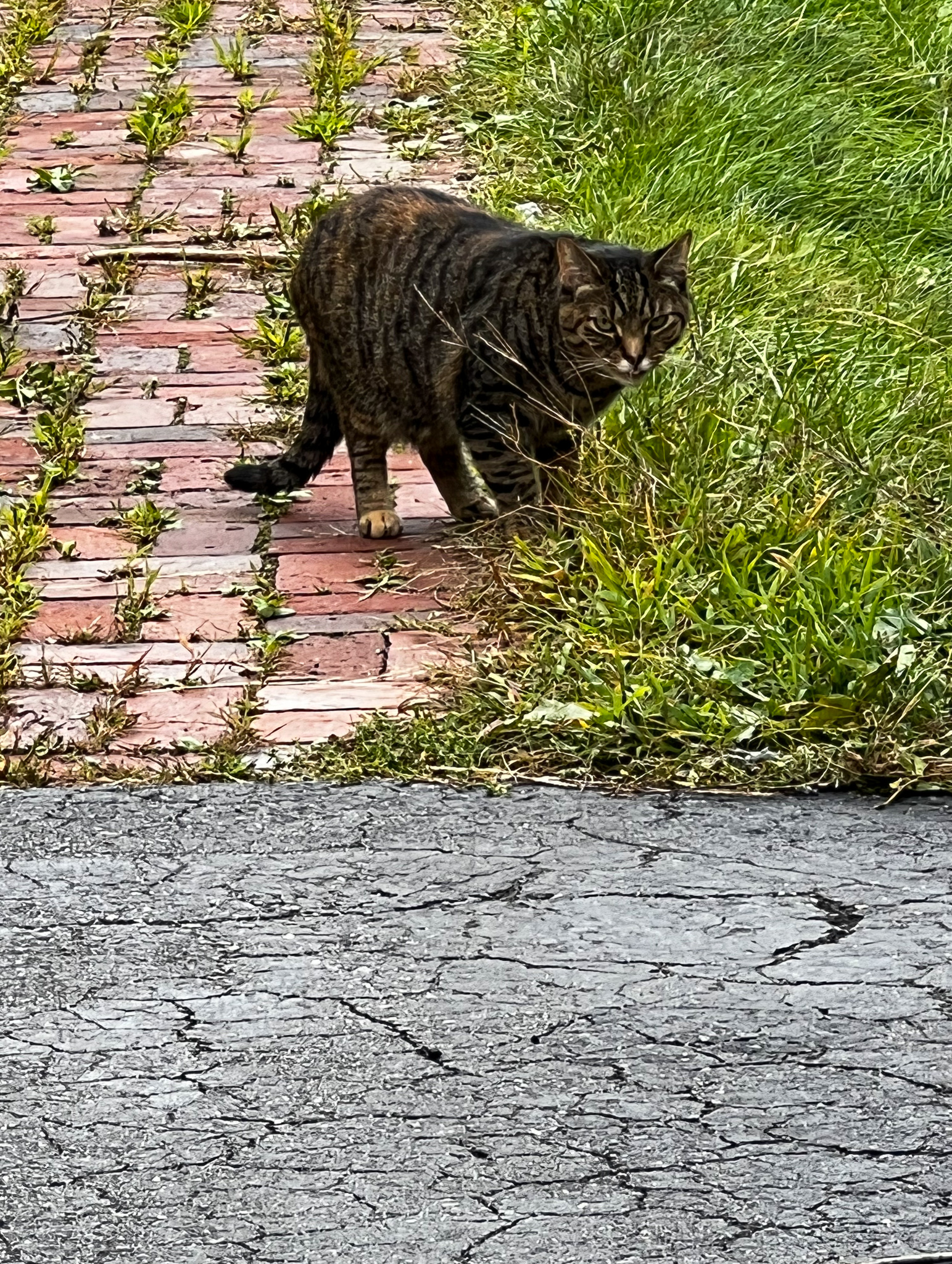 cat with tiger stripes on a brick sidewalk eating grass