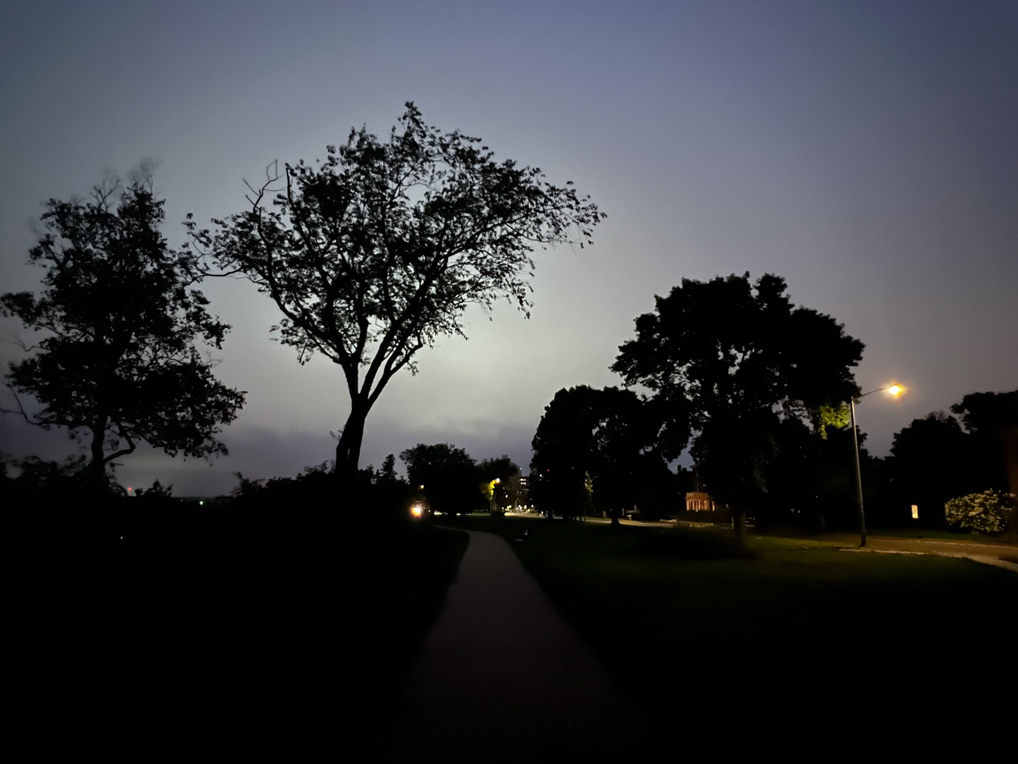 silhouetted trees part 2