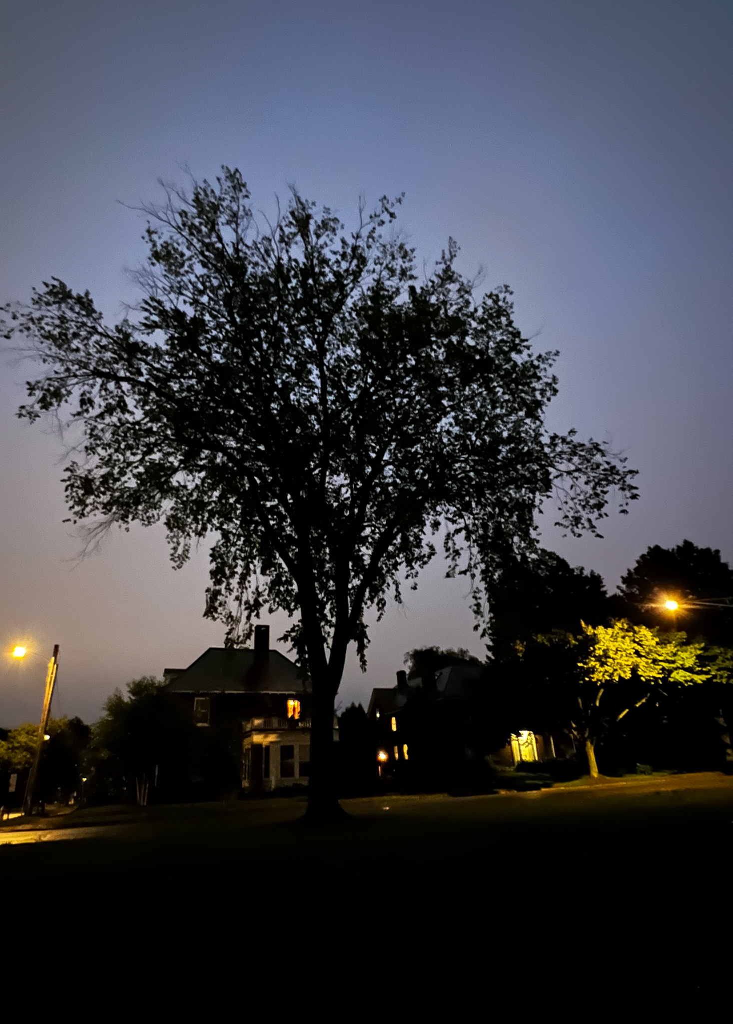 silhouetted tree