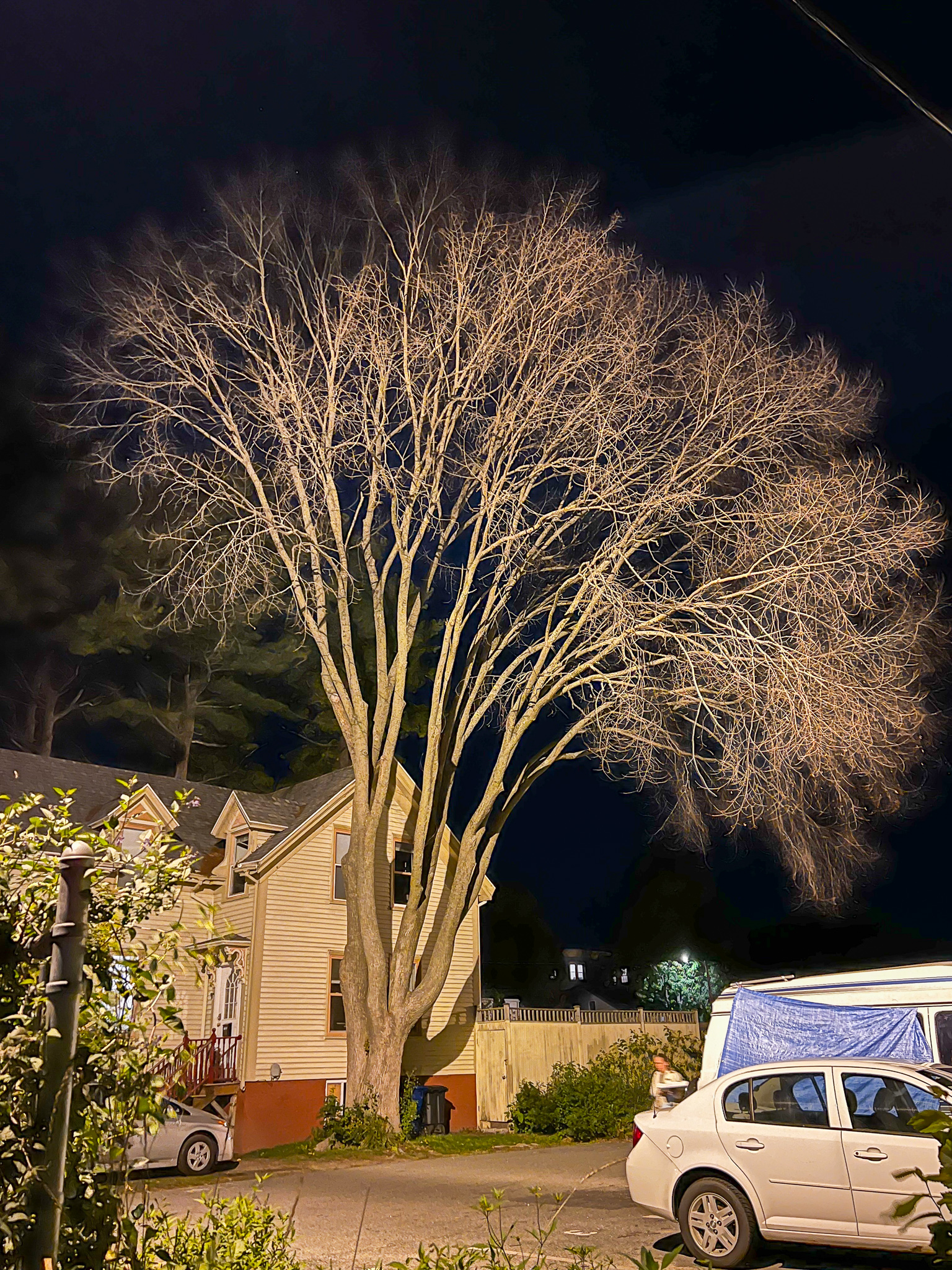 night tree with parked cars underneath