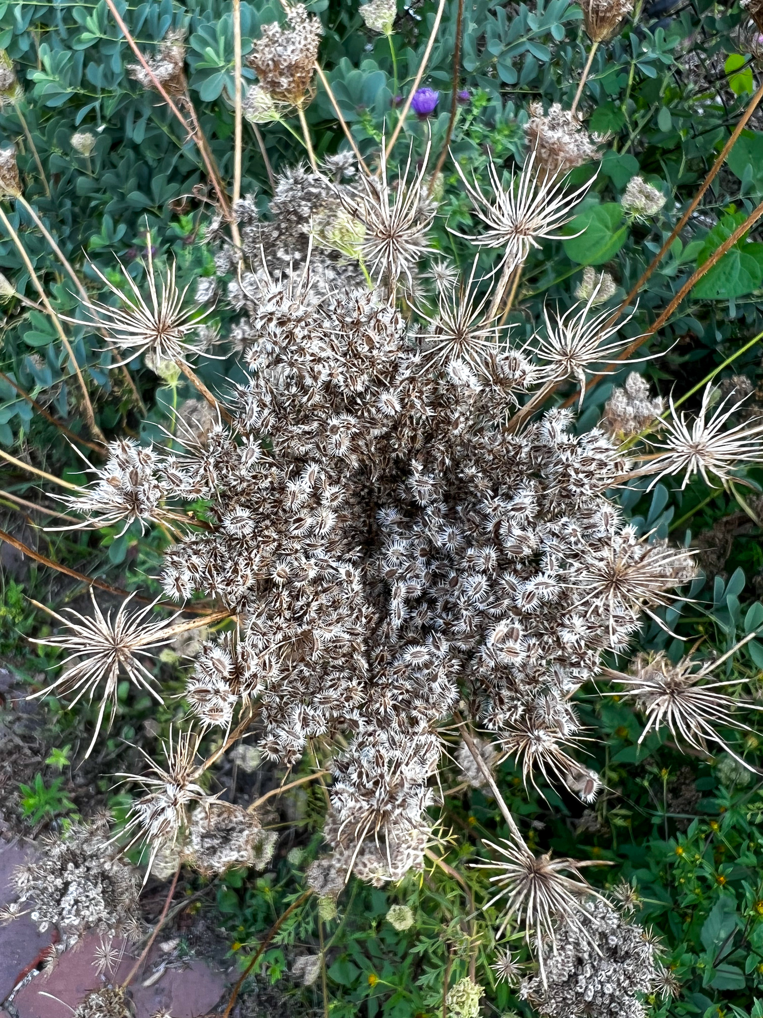 an umbel seed head in all it's glory
