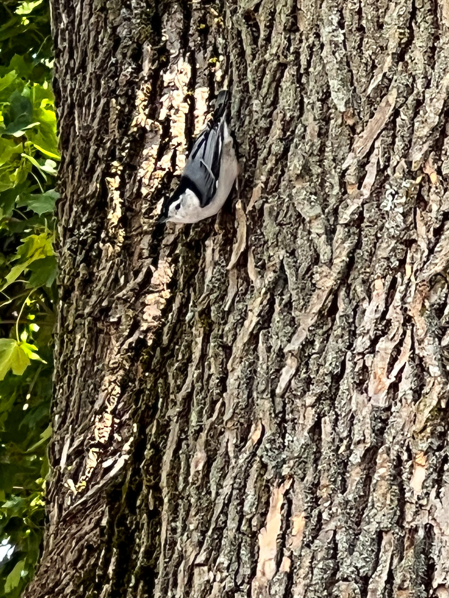 white breasted nuthatch upside down on a tree