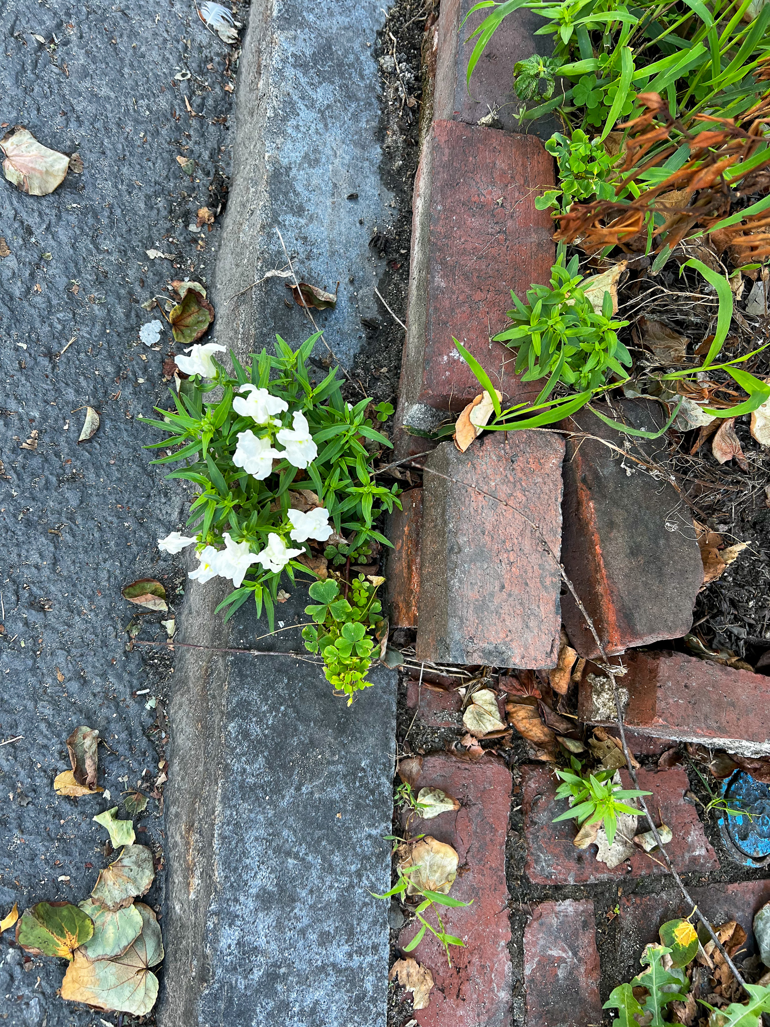 white snapdragon growing in the crack of the gutter