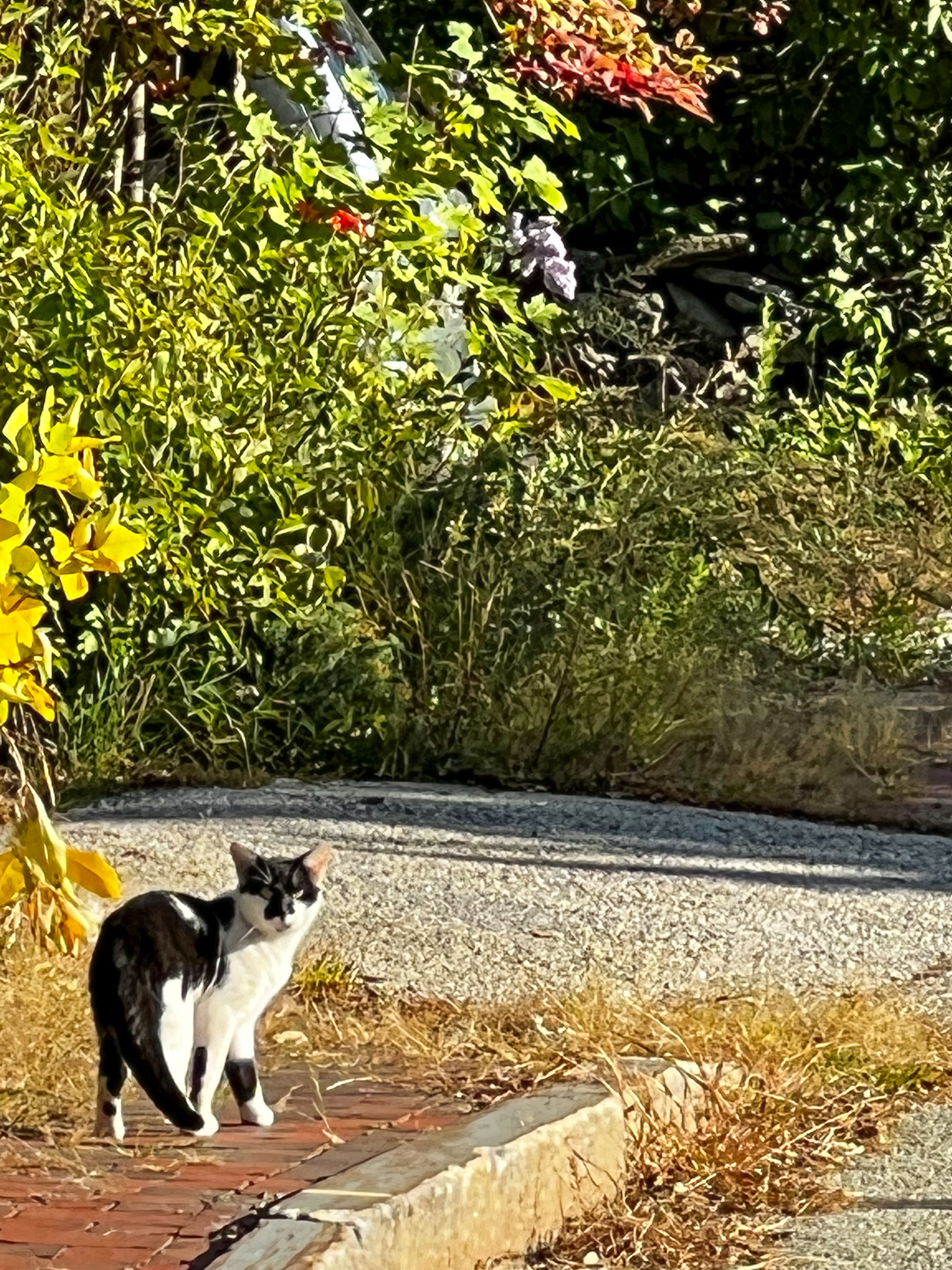 black and white cat looking backwards over its shoulder at the camera