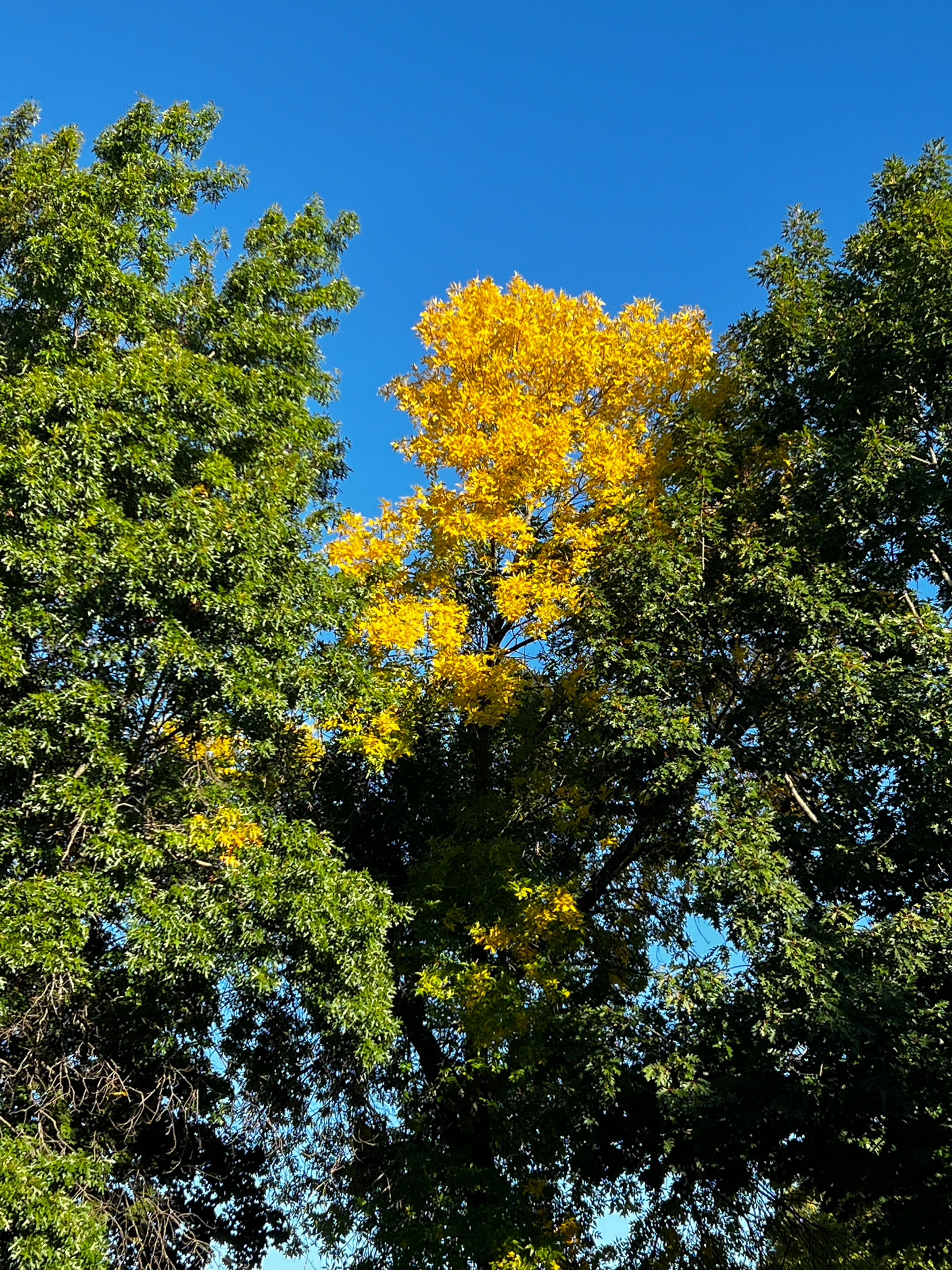 Bright yellow trees amidst green ones