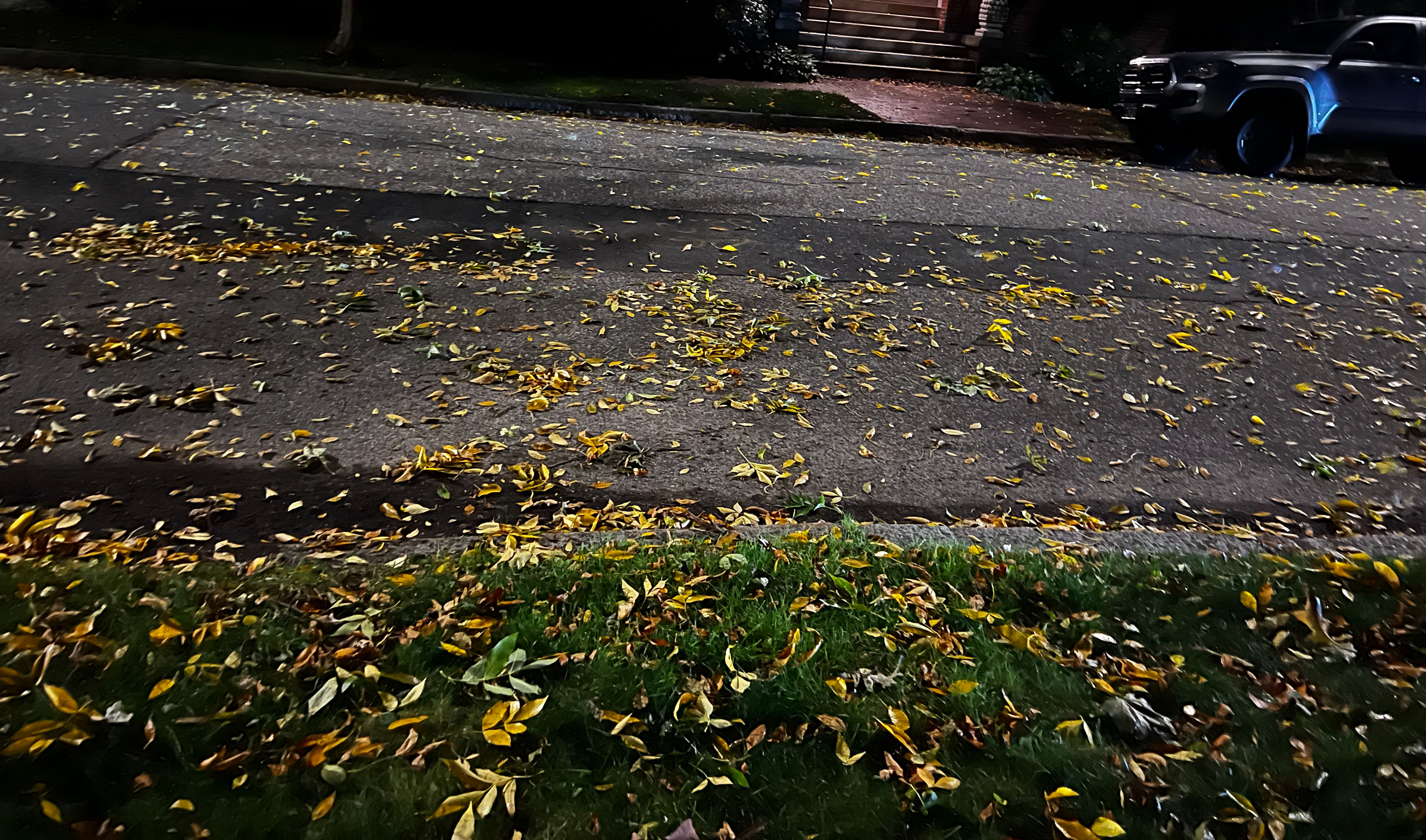 yellow leaves gleaming in the night