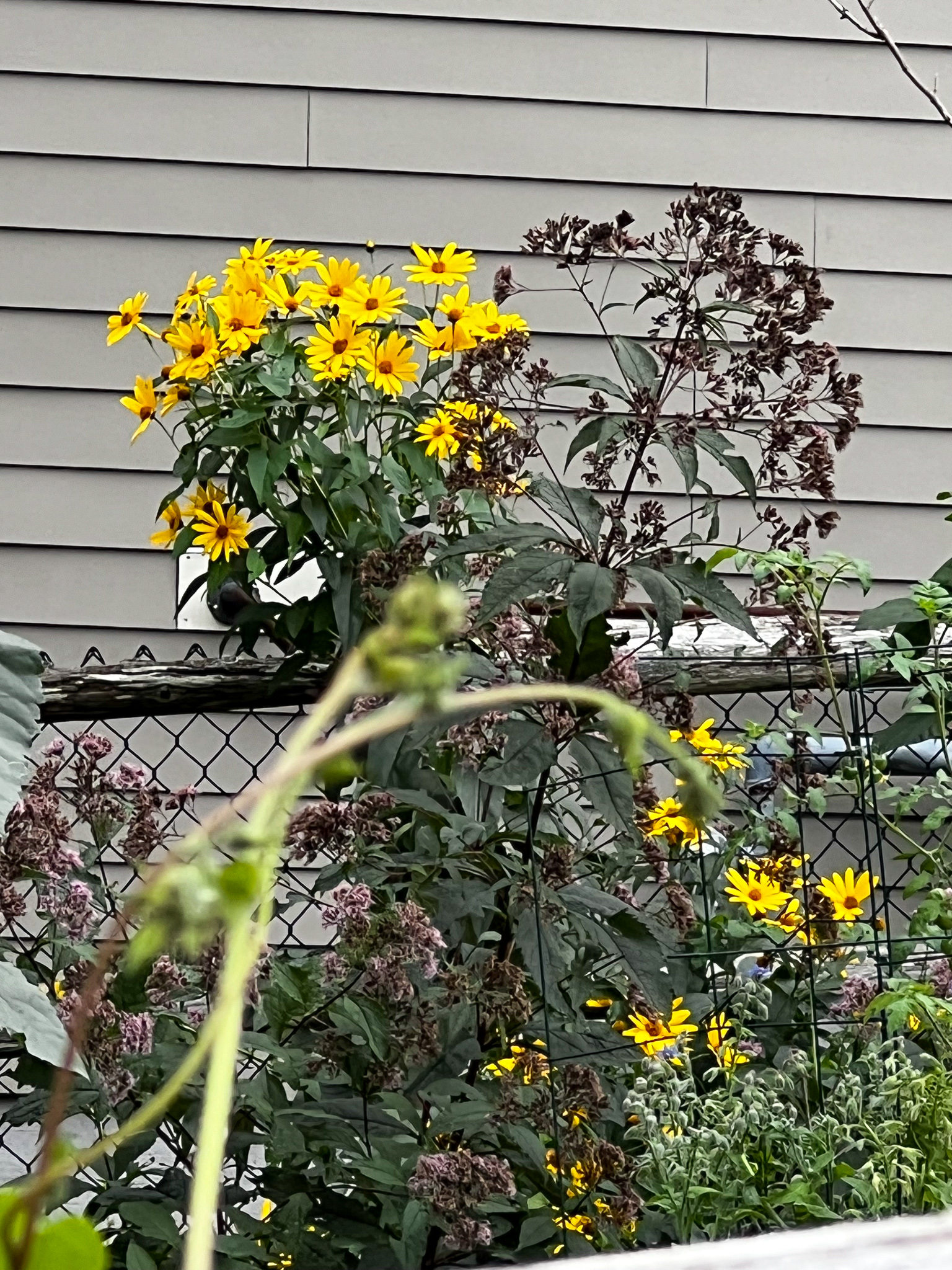 yellow daisies in a garden