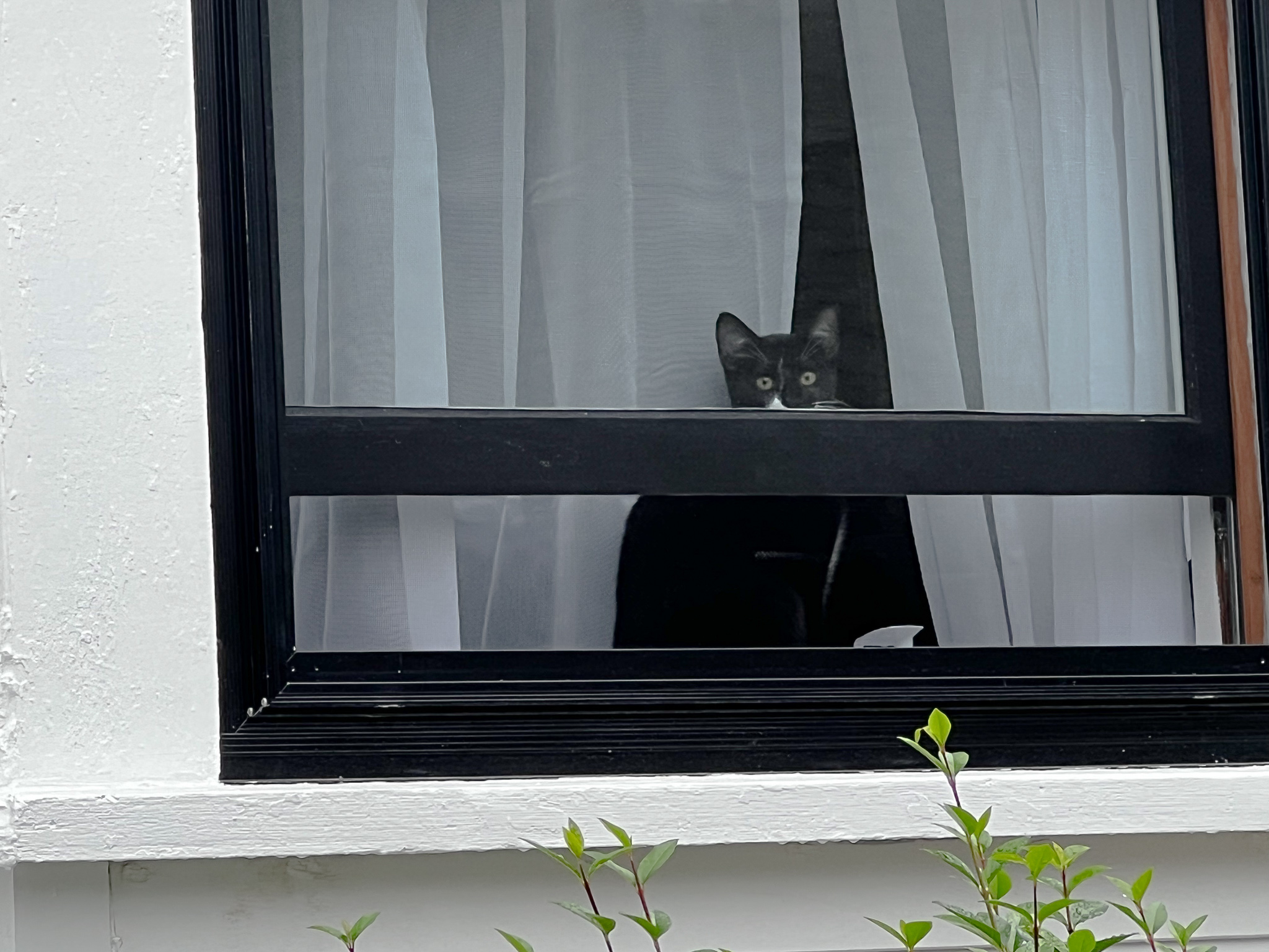 Young black and white cat looking out of a black framed window with white curtains with very green plants sticking up into the frame